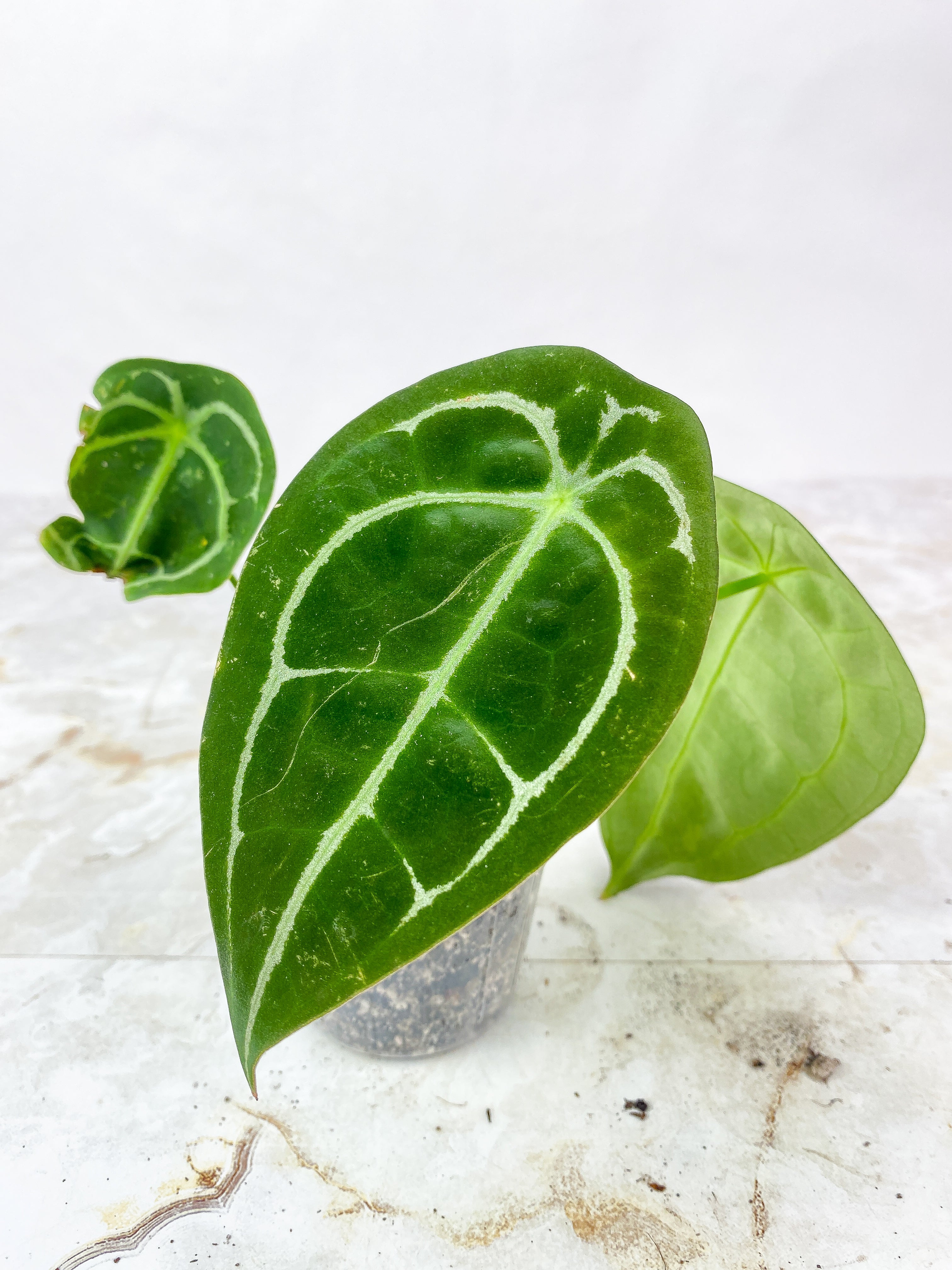 Anthurium Forgetii x Crystallinum Rooted 3 leaves