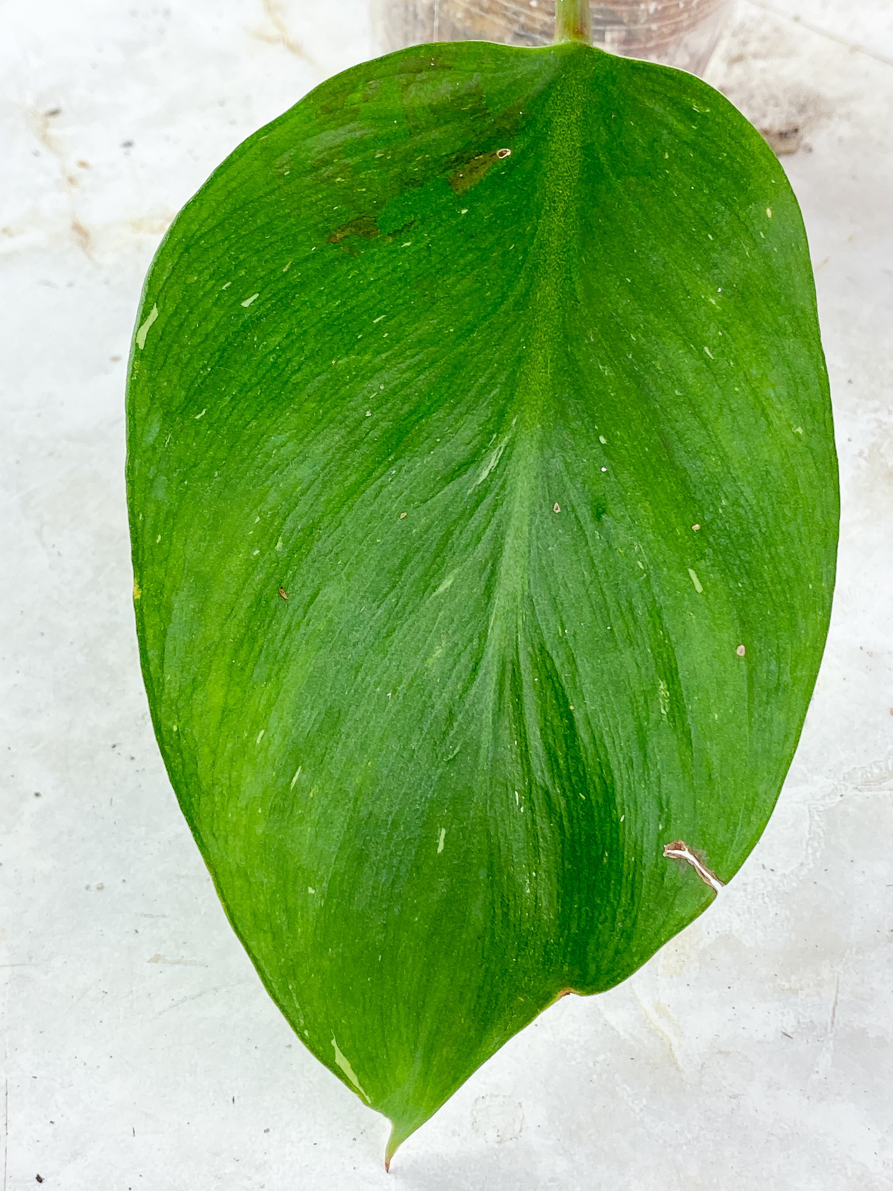 Philodendron White Knight Slightly Rooted 1 leaf and 2 auxiliary buds