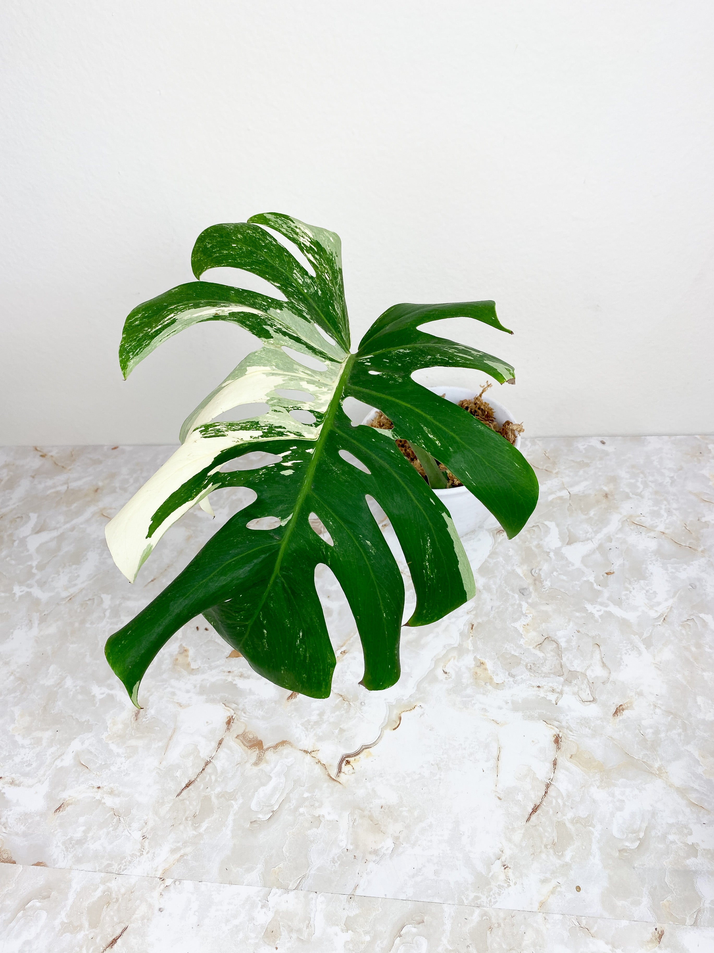 Monstera Deliciosa Borsigiana Huge 14" Leaf and 1 sprout