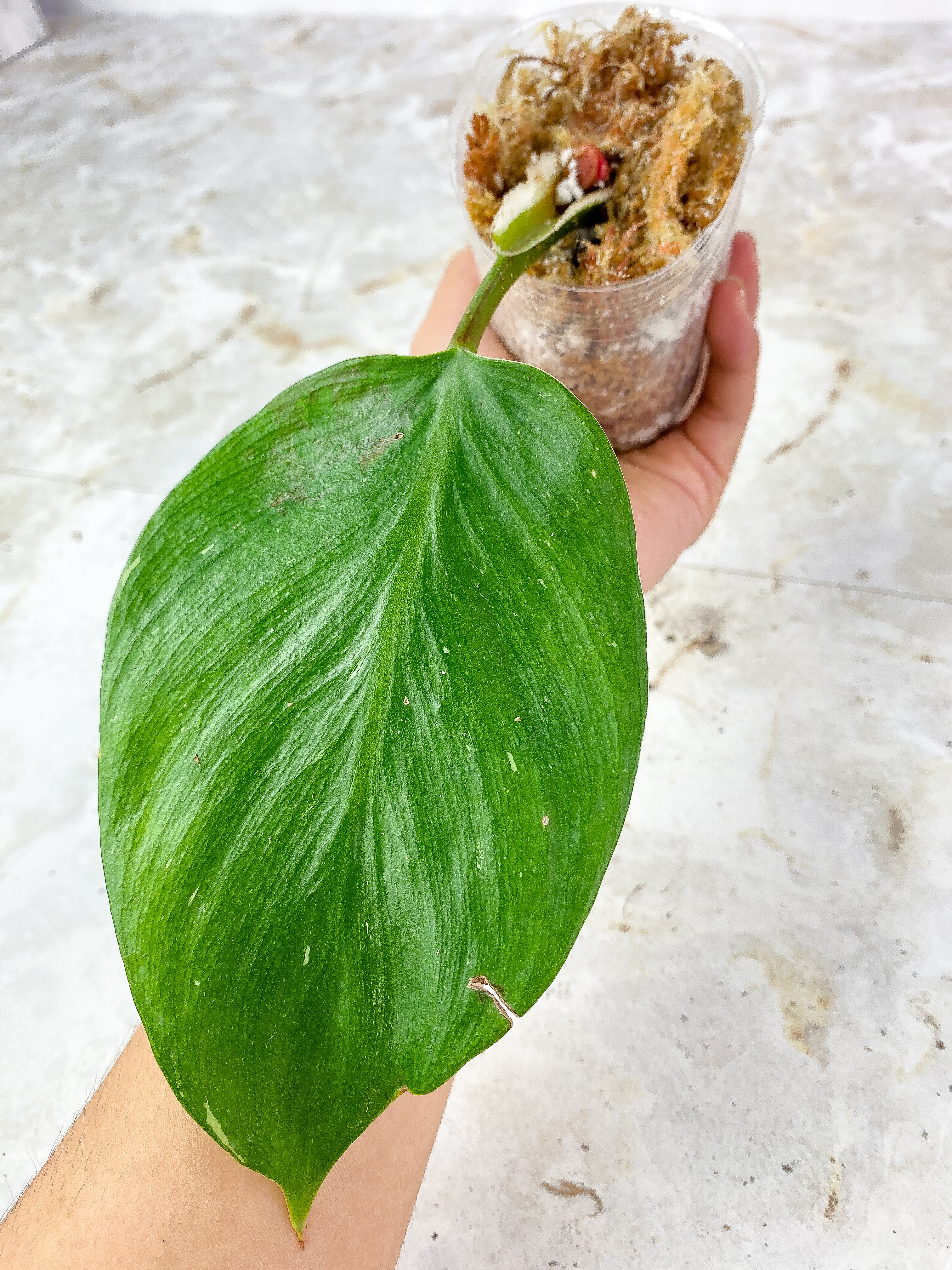Philodendron White Knight Slightly Rooted 1 leaf and 2 auxiliary buds