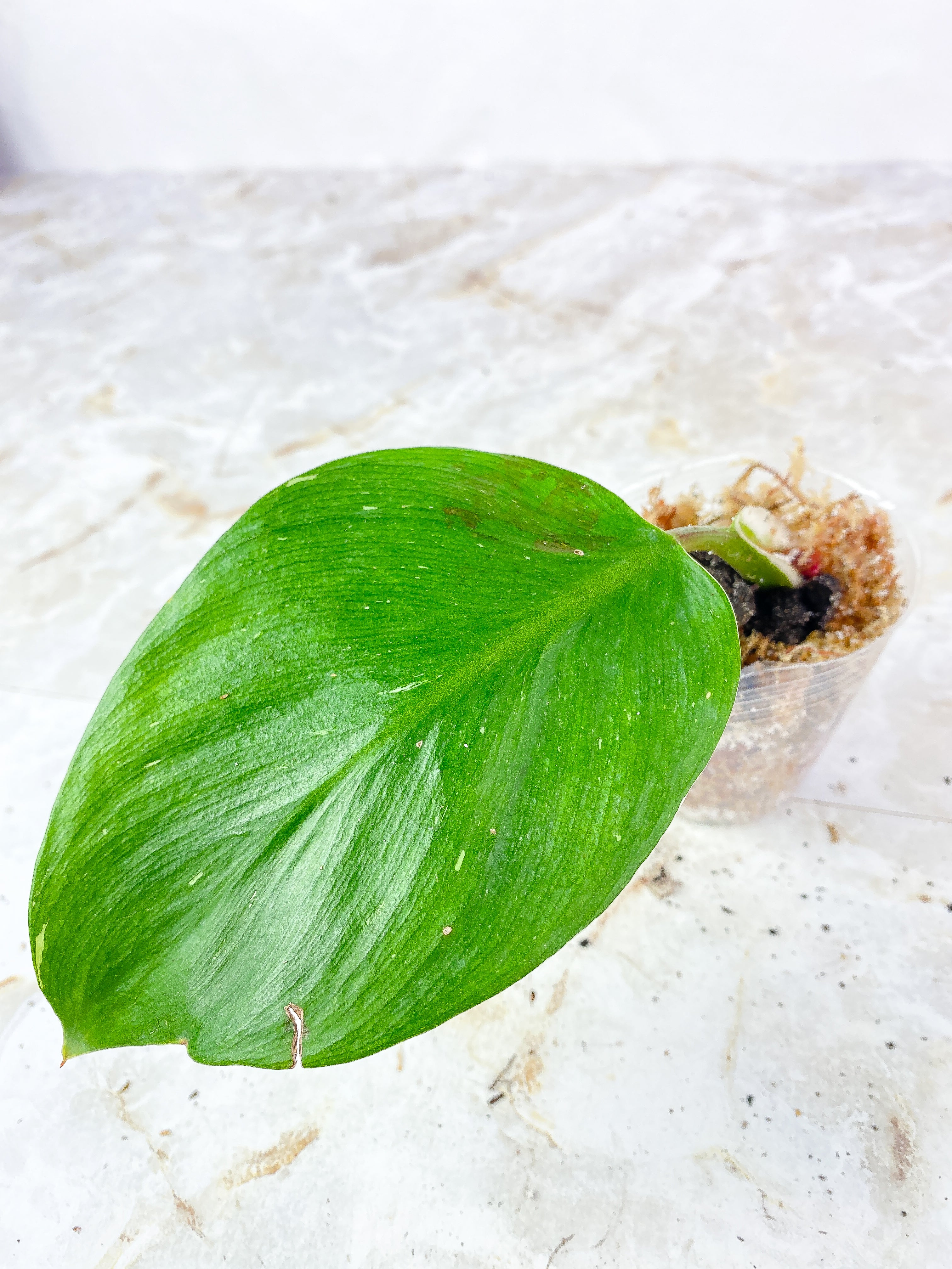 Philodendron White Knight Slightly Rooted 1 leaf and 2 auxiliary buds