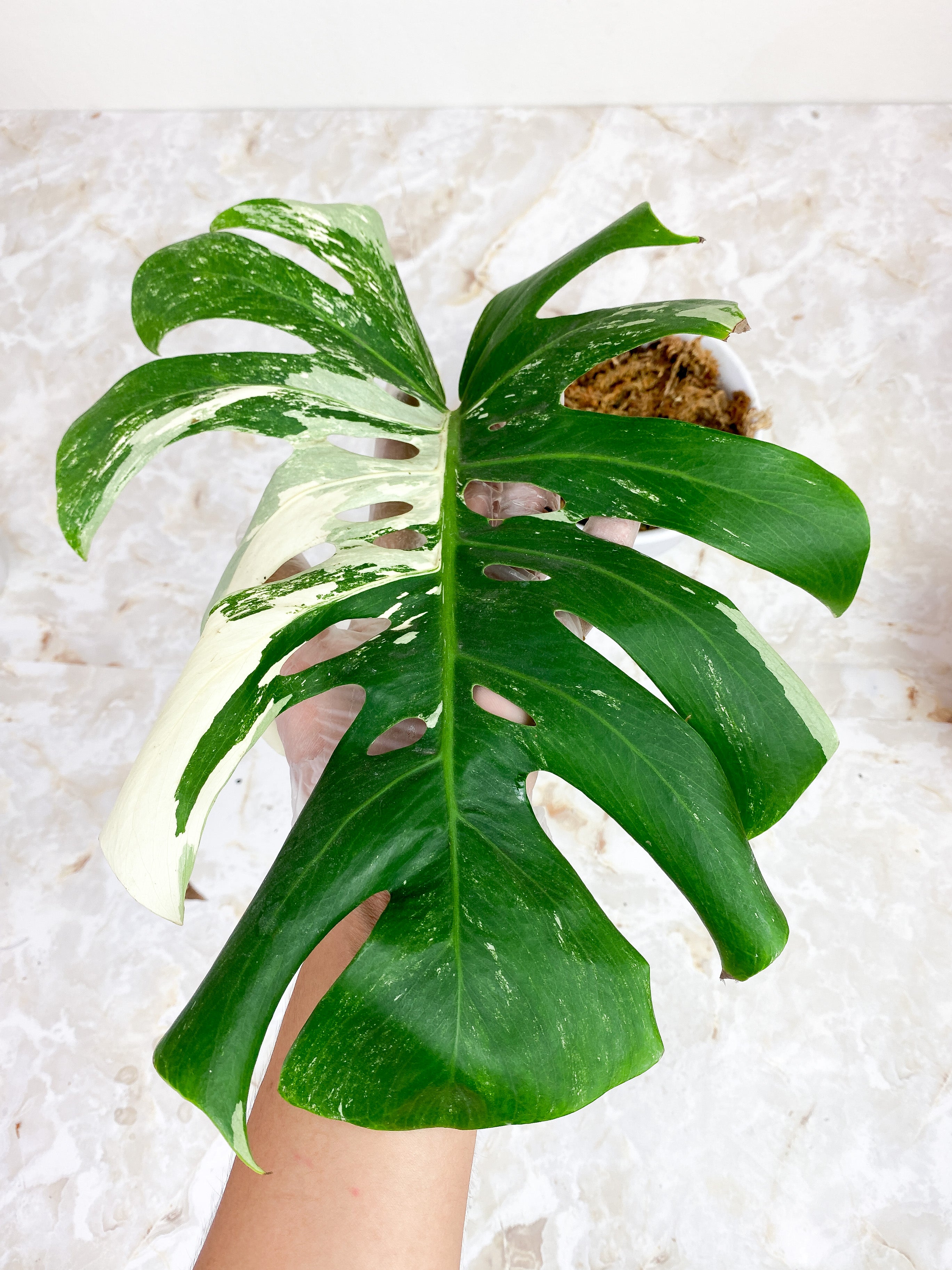 Monstera Deliciosa Borsigiana Huge 14" Leaf and 1 sprout