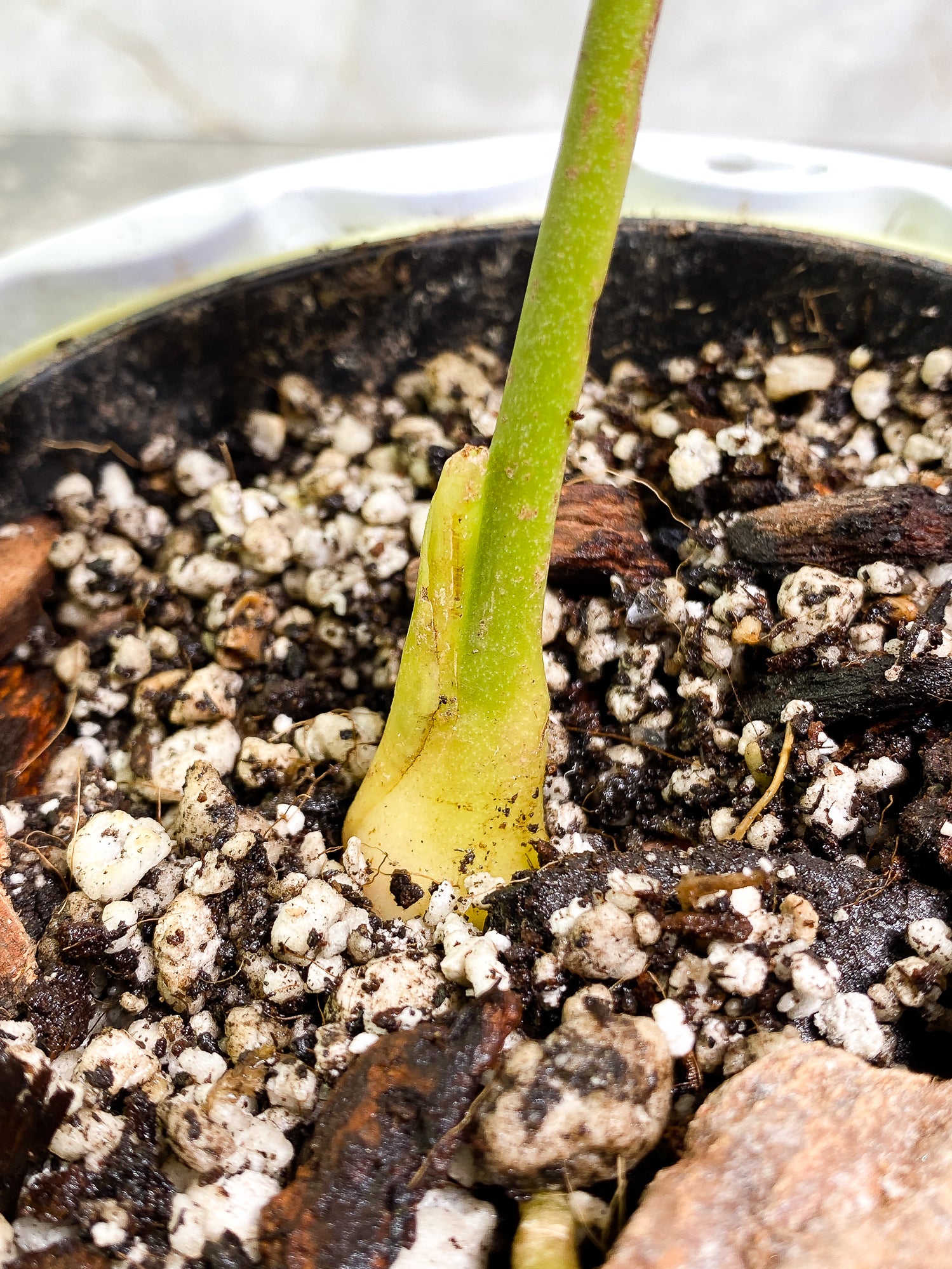 Anthurium regale Rooted node