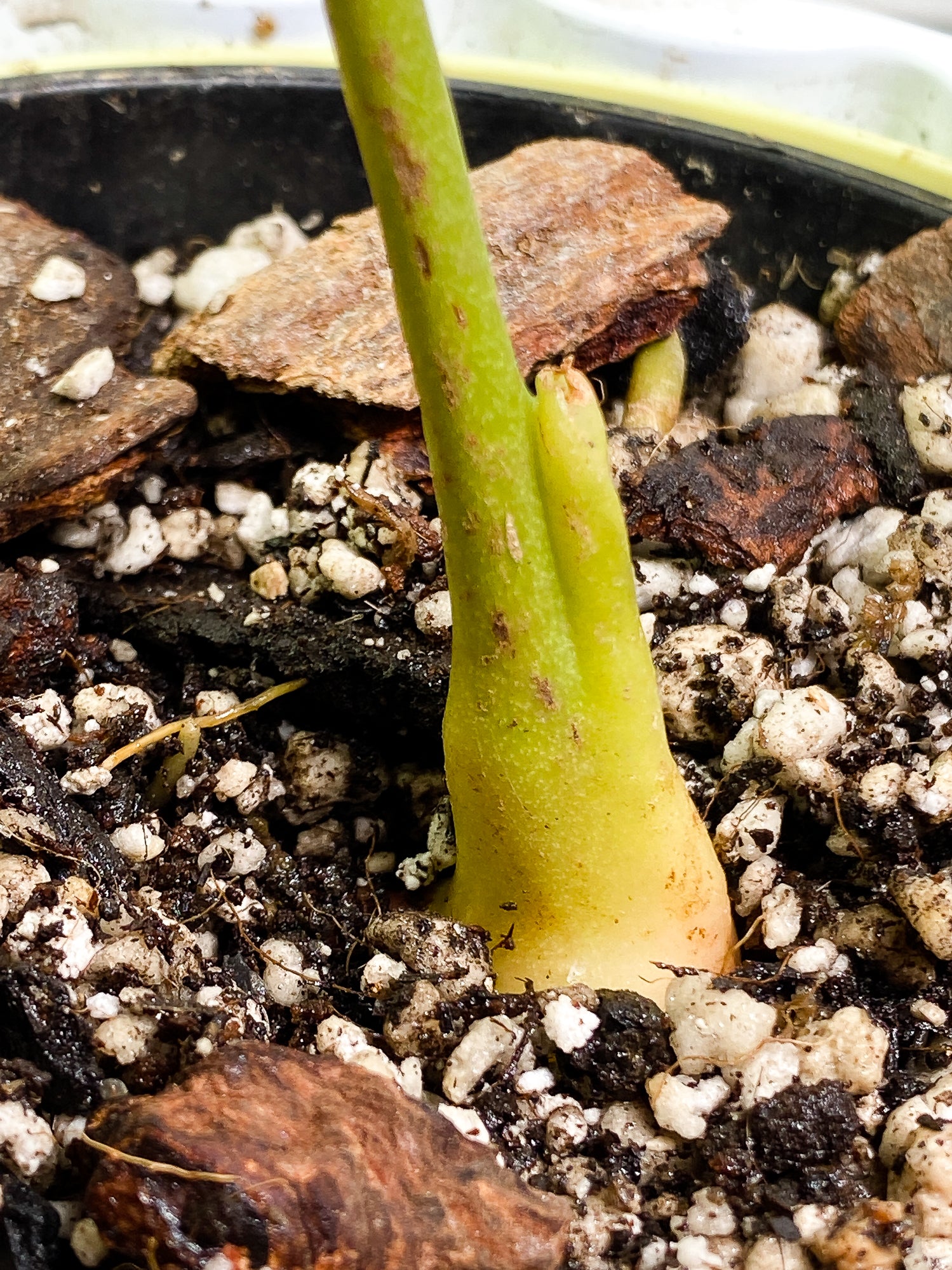 Anthurium regale Rooted node