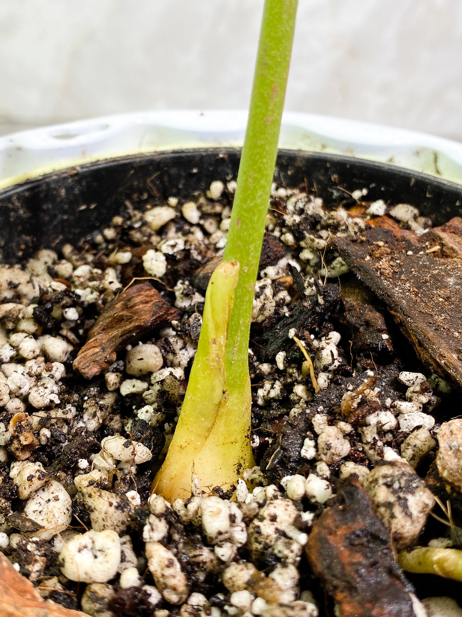 Anthurium regale Rooted node
