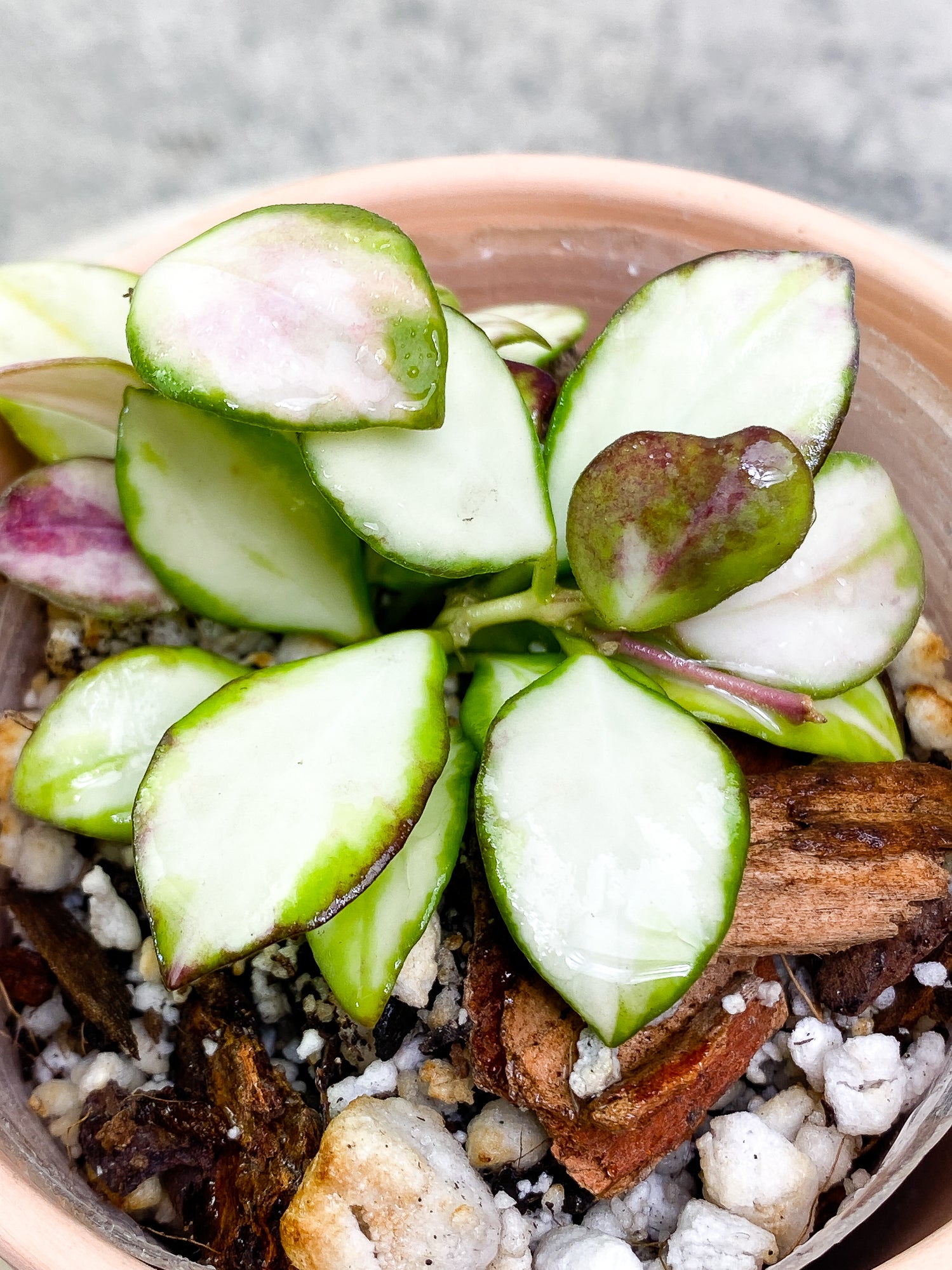 Hoya heuschkeliana variegated rooted