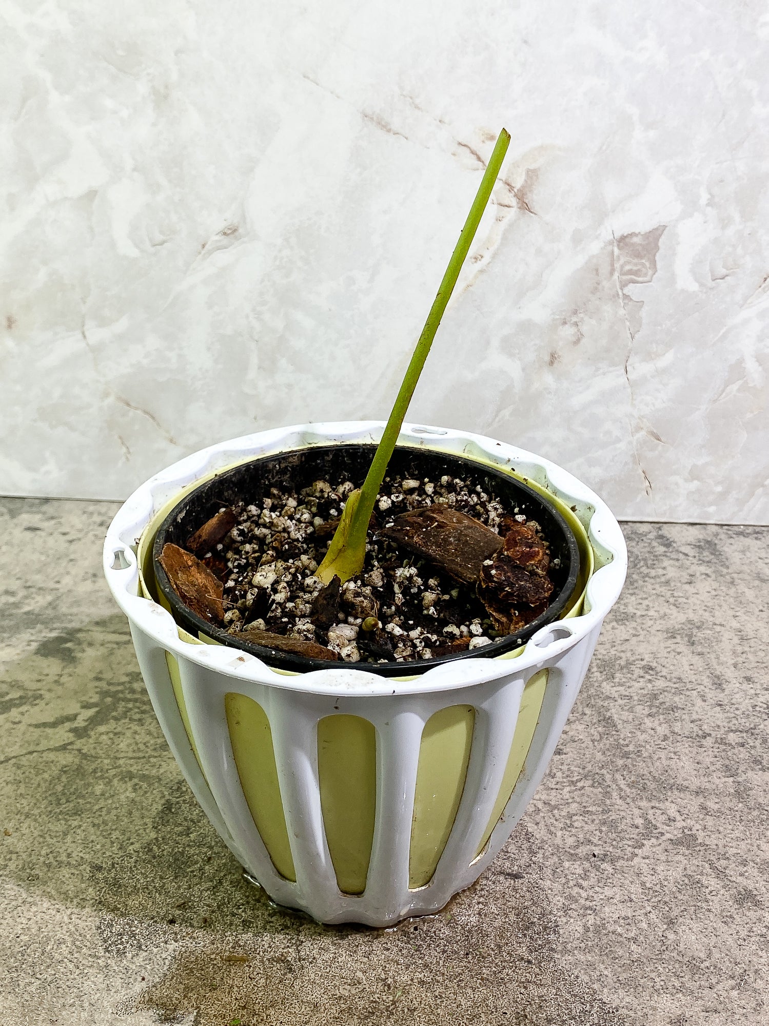 Anthurium regale Rooted node