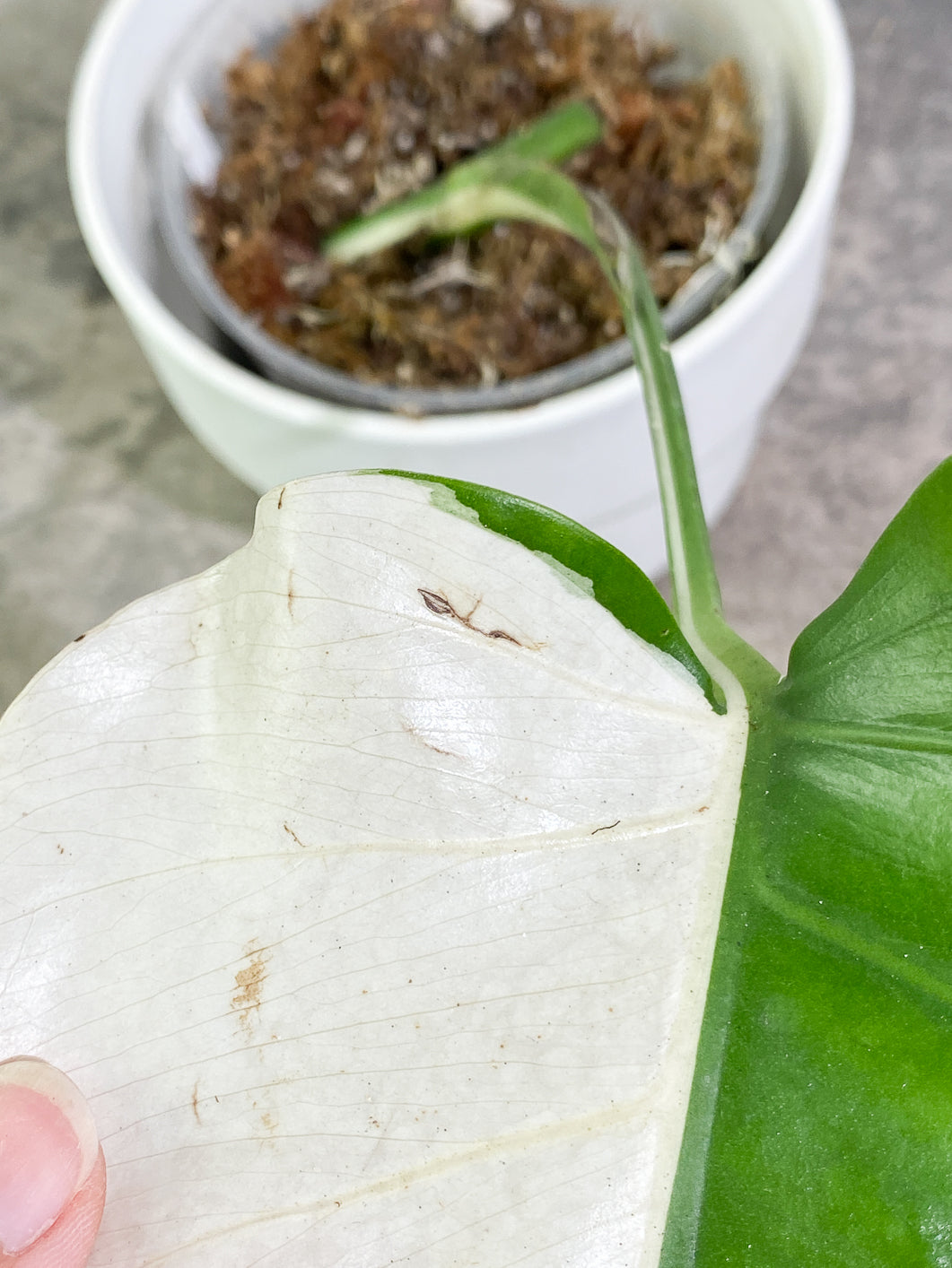 Private Sale: monstera albo variegata half moon Rooted 1 leaf 1 growing bud