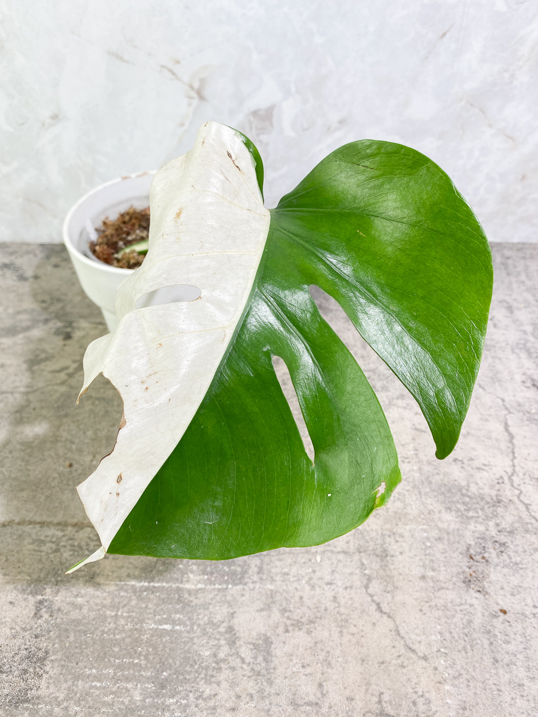 Private Sale: monstera albo variegata half moon Rooted 1 leaf 1 growing bud