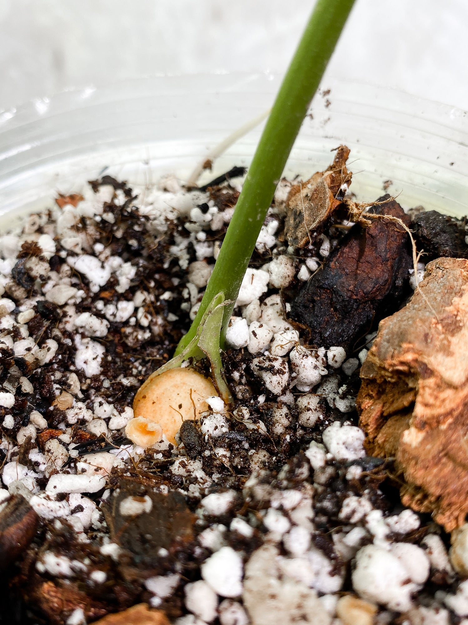Anthurium regale 1 leaf Rooted