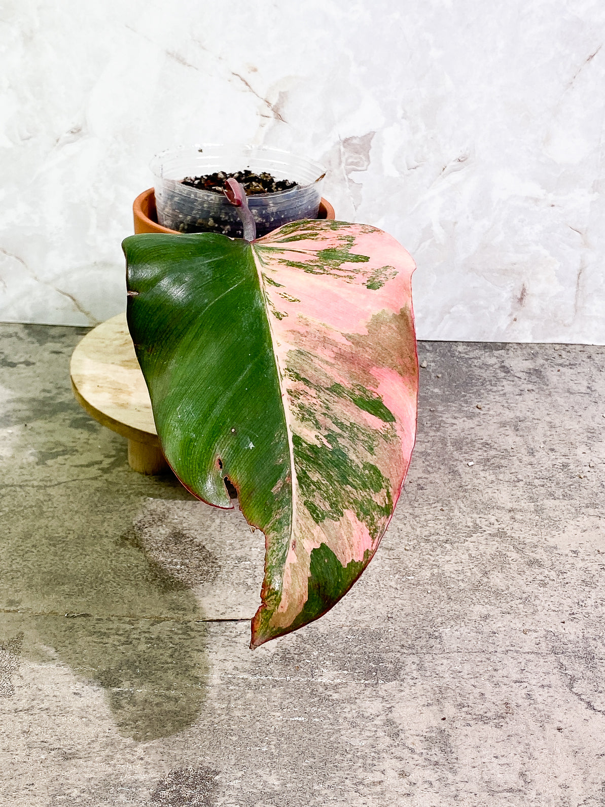 Philodendron Strawberry Shake 1 leaf slightly rooted