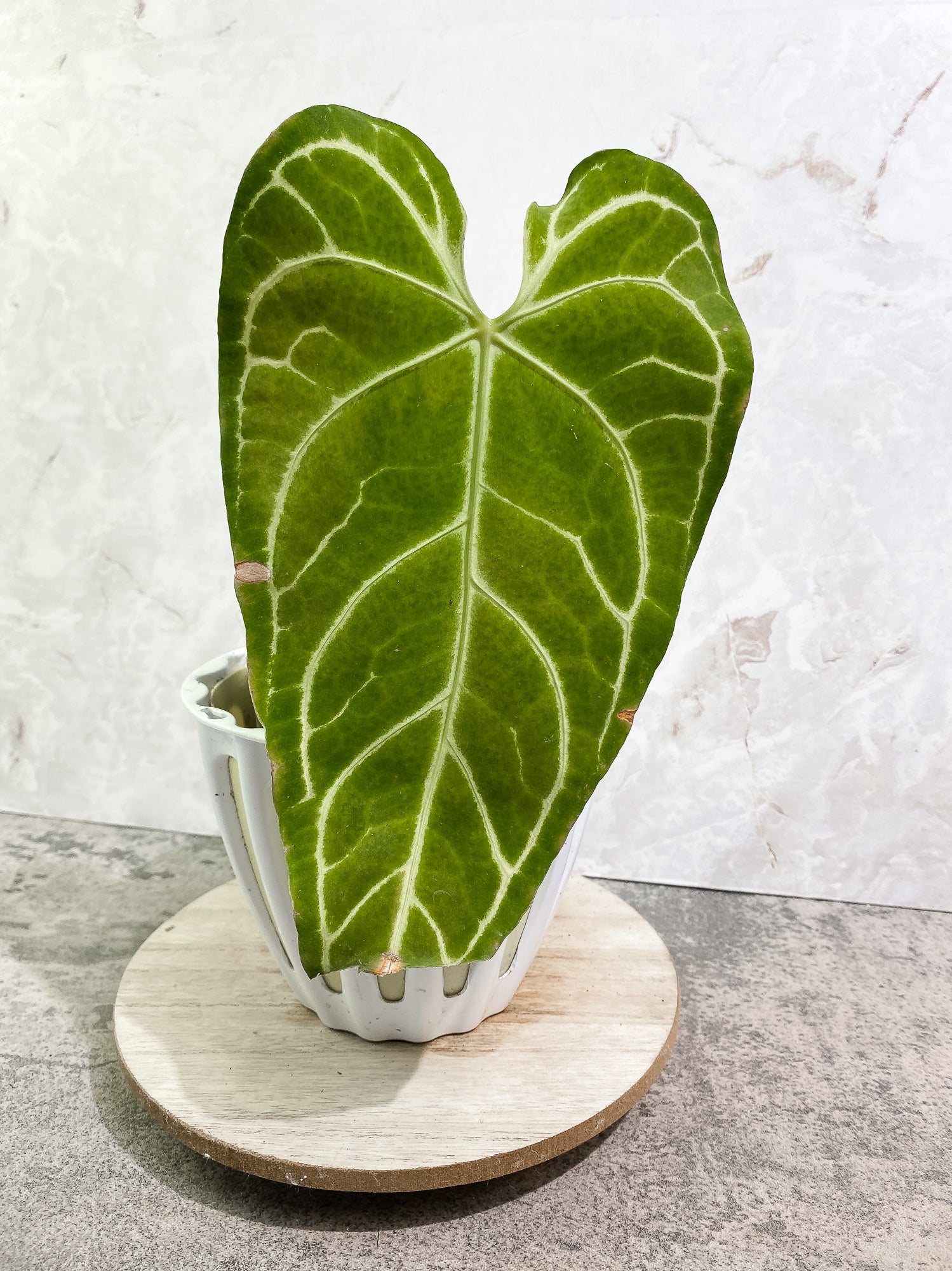 Anthurium regale 1 leaf Rooted