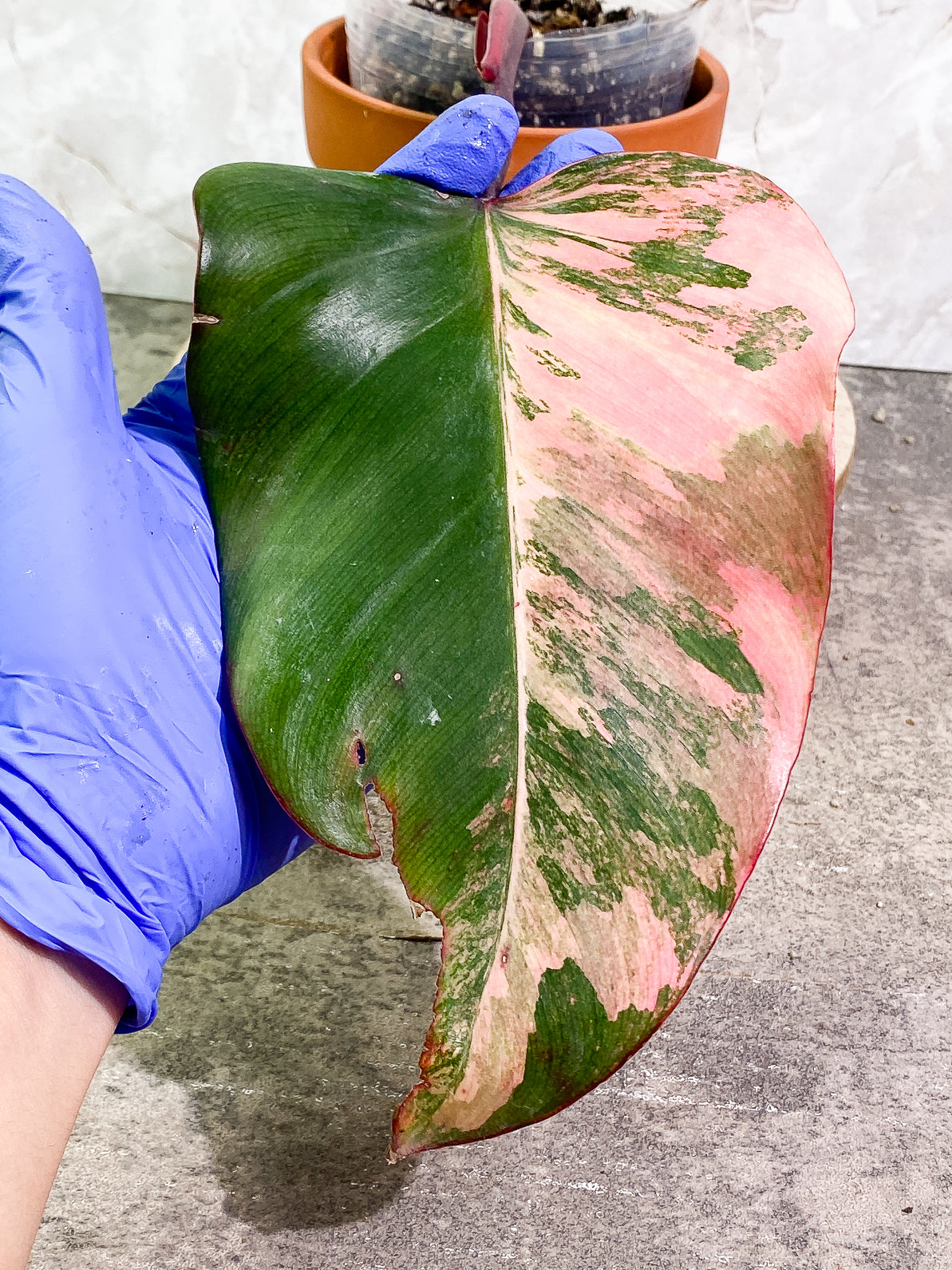 Philodendron Strawberry Shake 1 leaf slightly rooted