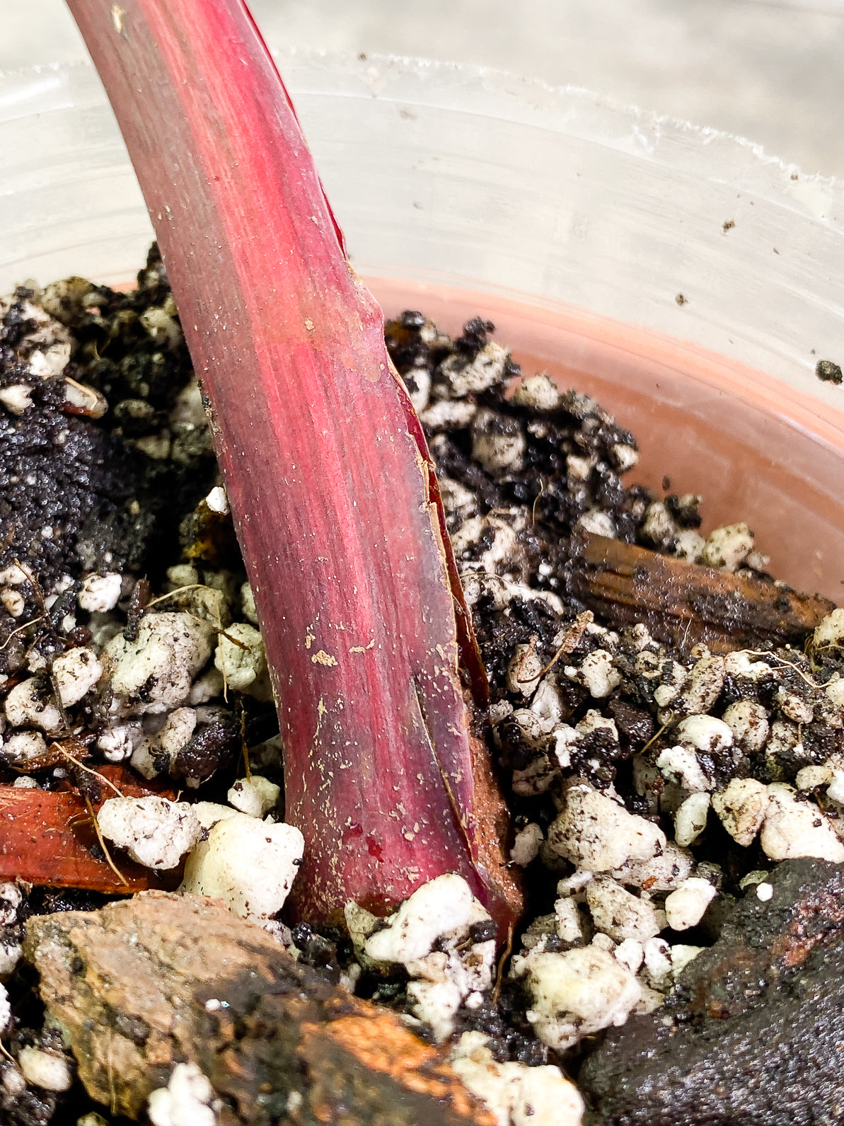 Philodendron Strawberry Shake 1 leaf slightly rooted