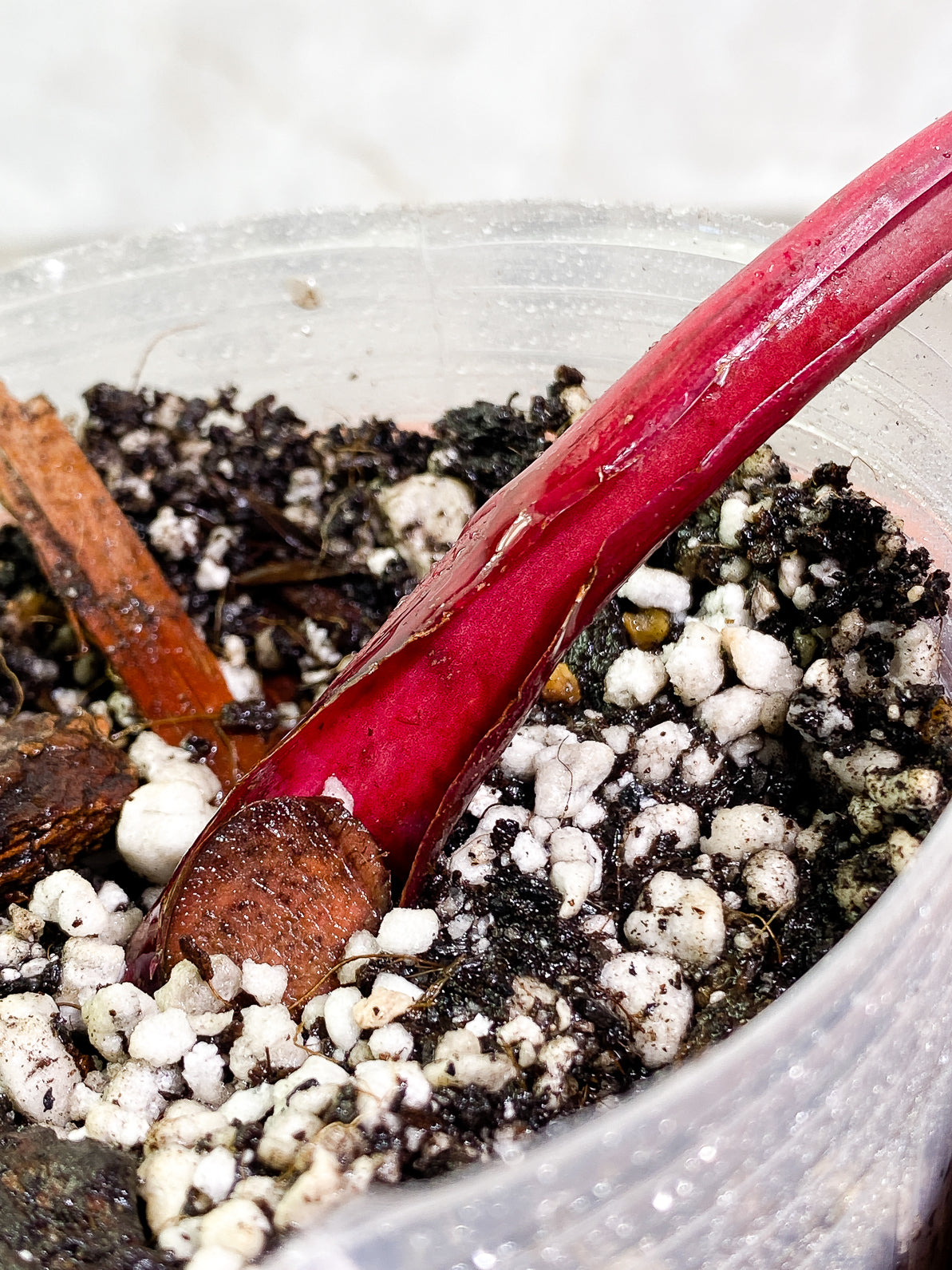 Philodendron Strawberry Shake 1 leaf slightly rooted