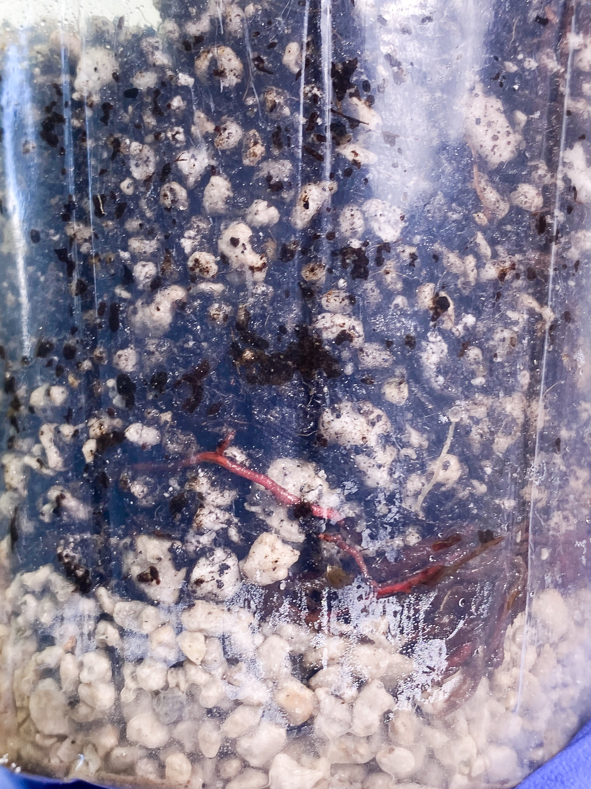Philodendron Strawberry Shake 1 leaf slightly rooted