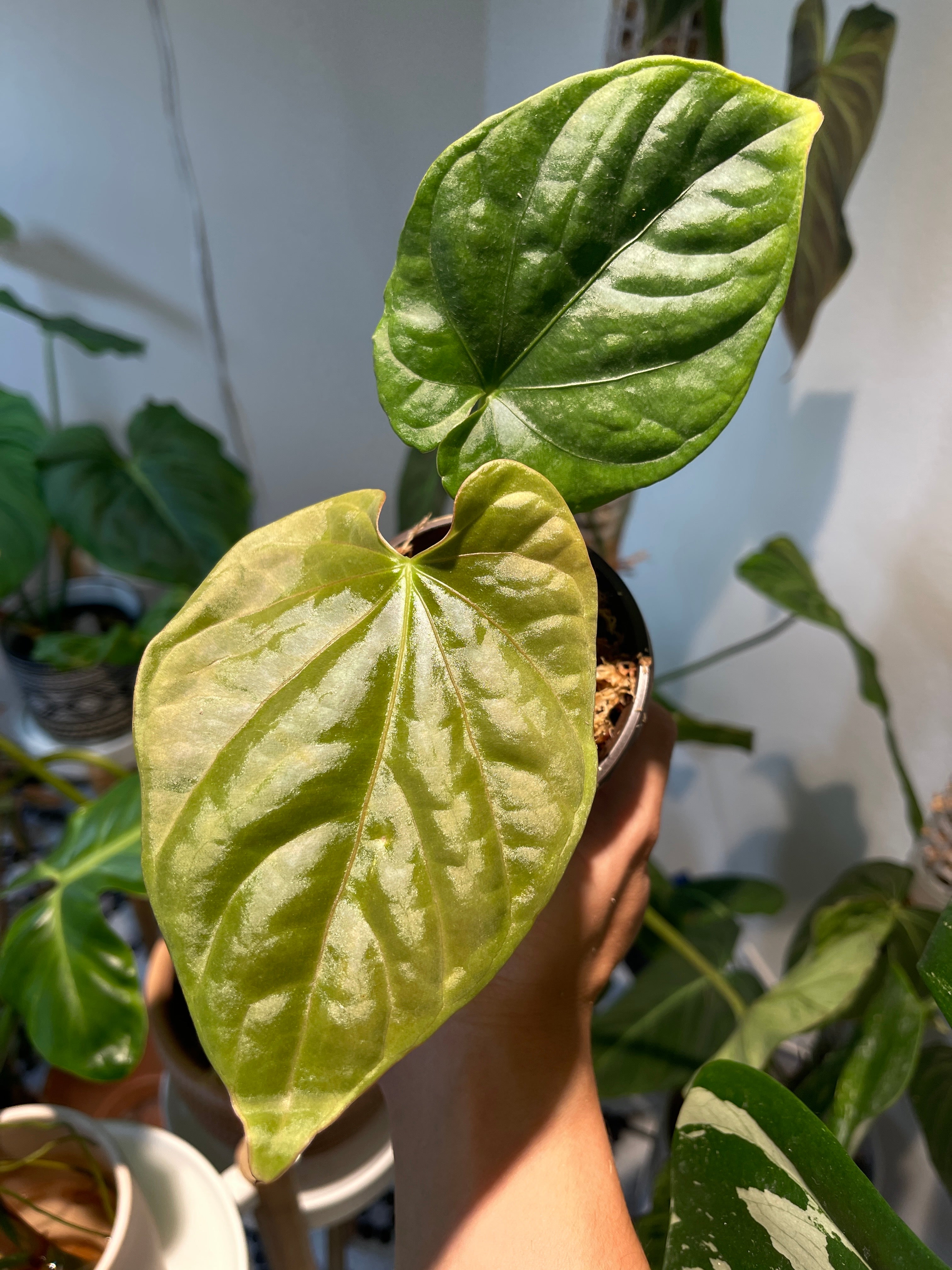 Private Sale: Anthurium Debilis Slightly Rooted Chonk
