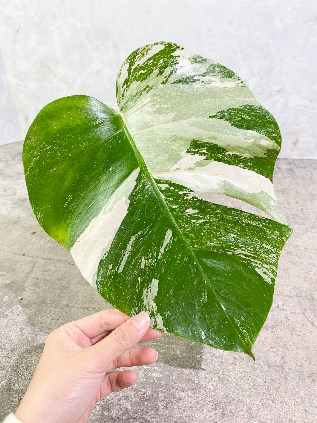 Private Sale: monstera albo variegated Slightly Rooted 1 leaf