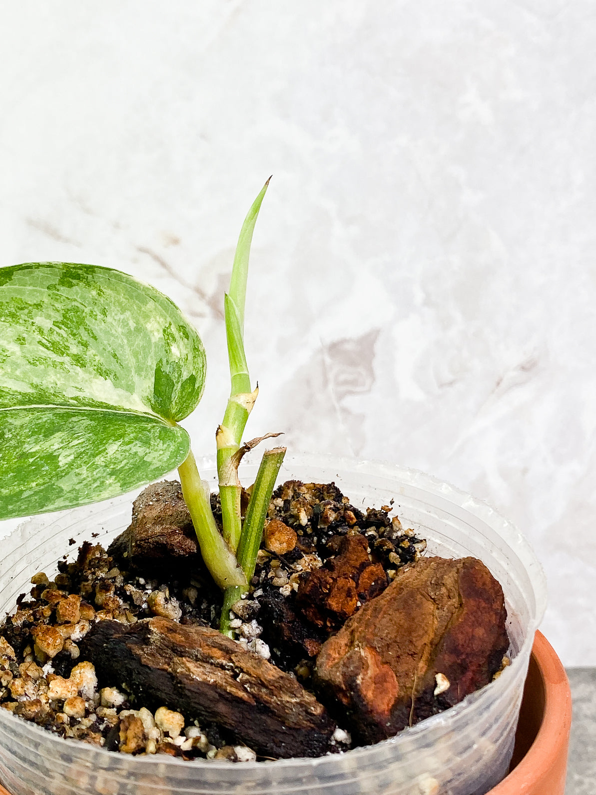 Scindapsus Jade Satin variegated 1 leaf 1 sprout fully rooted