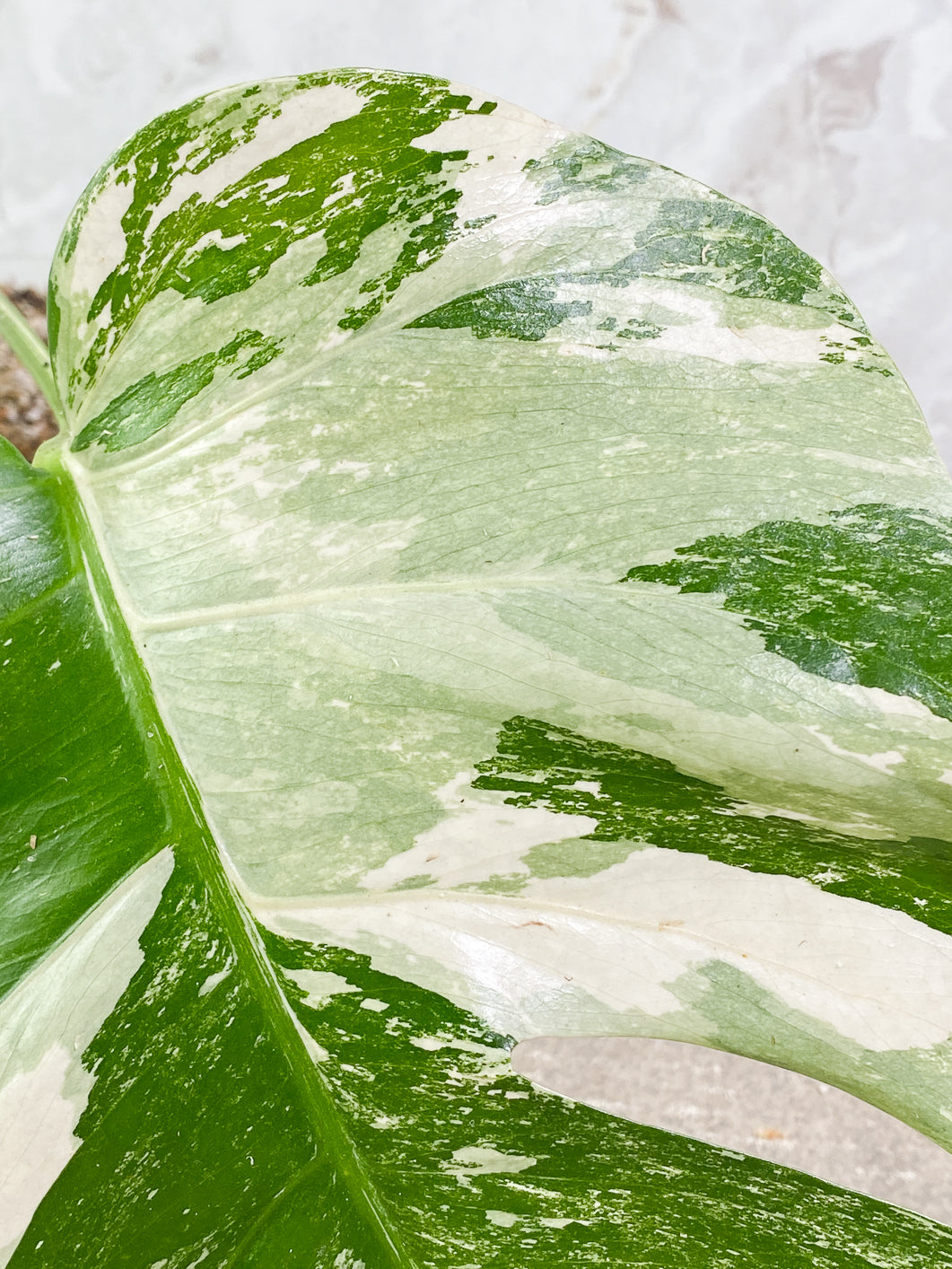Private Sale: monstera albo variegated Slightly Rooted 1 leaf