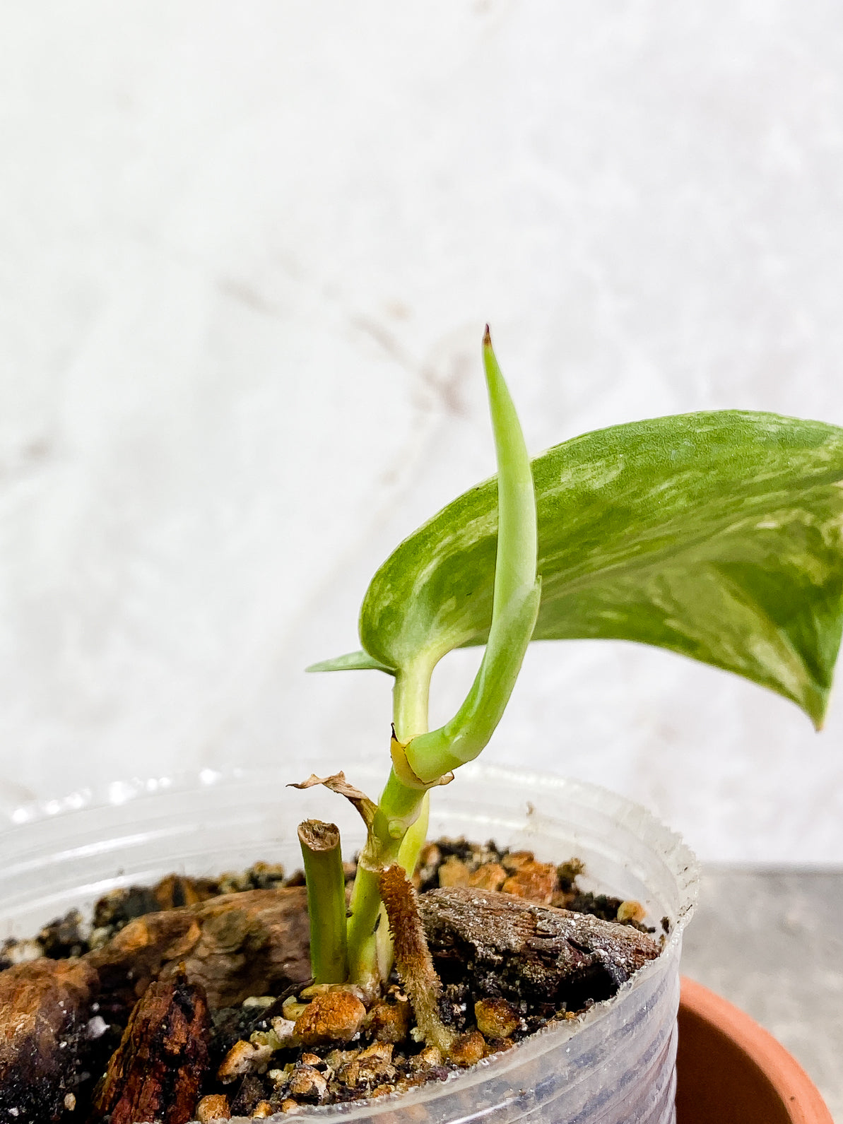 Scindapsus Jade Satin variegated 1 leaf 1 sprout fully rooted
