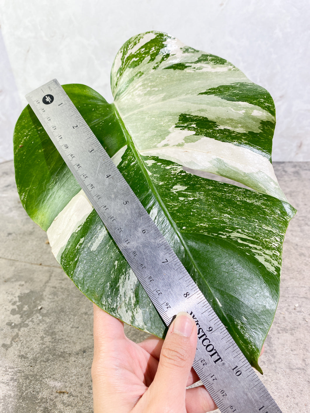 Private Sale: monstera albo variegated Slightly Rooted 1 leaf