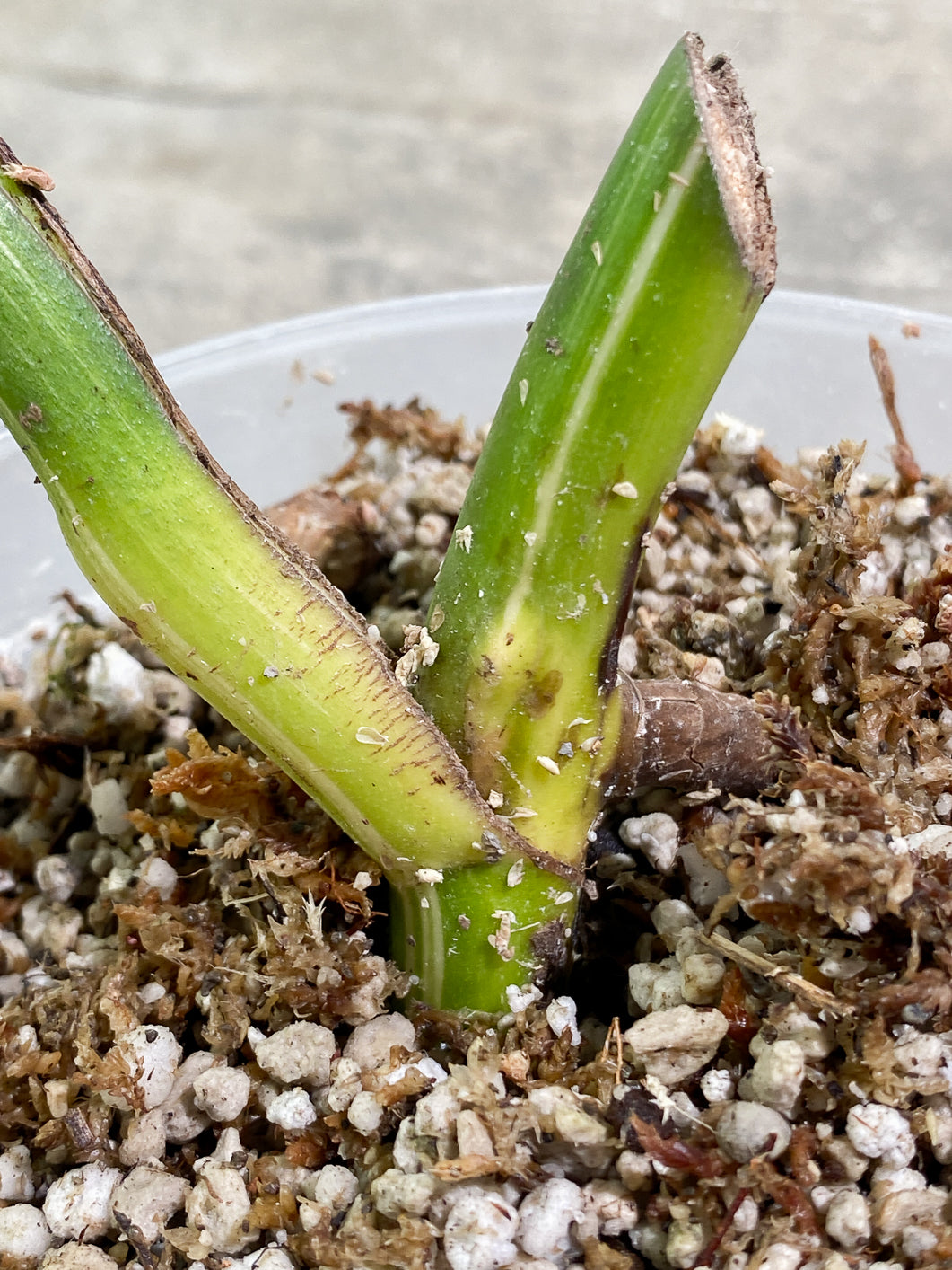 Private Sale: monstera albo variegated Slightly Rooted 1 leaf