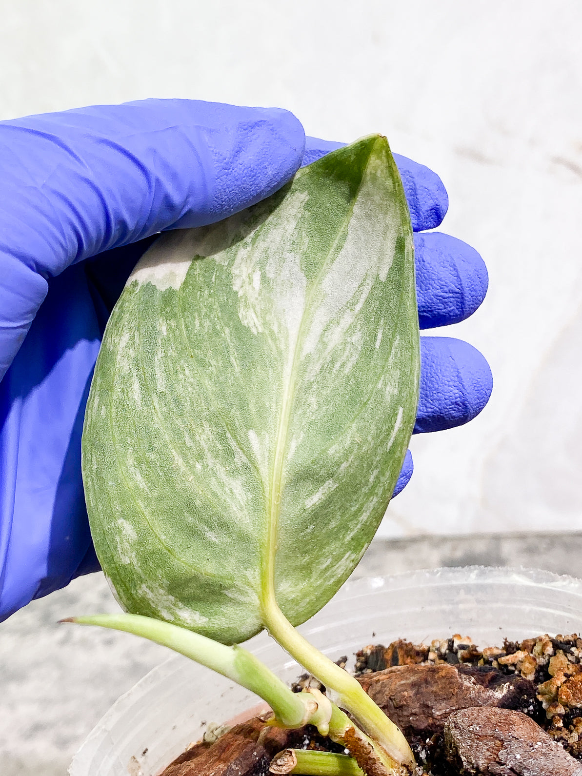 Scindapsus Jade Satin variegated 1 leaf 1 sprout fully rooted