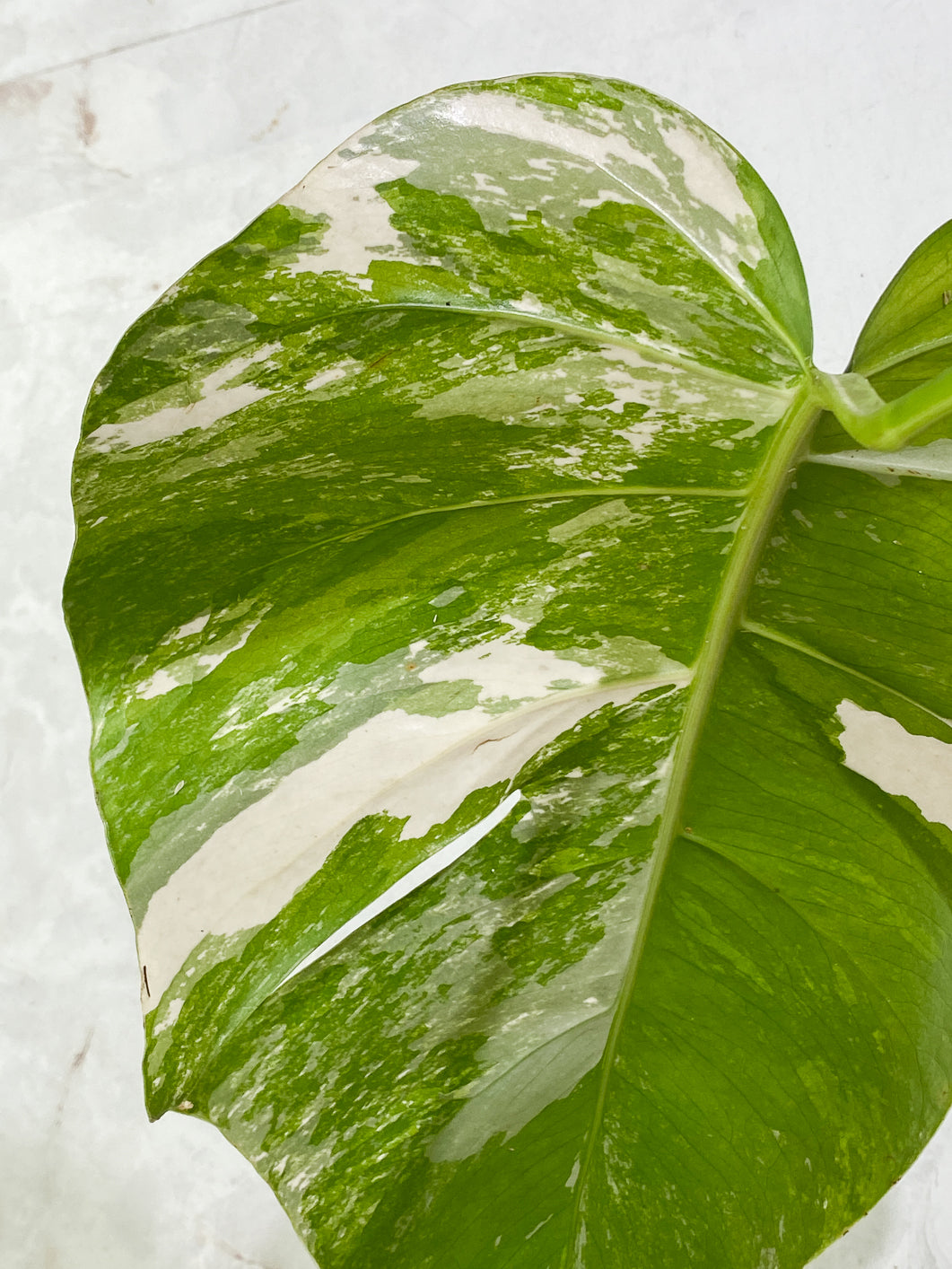 Private Sale: monstera albo variegated Slightly Rooted 1 leaf