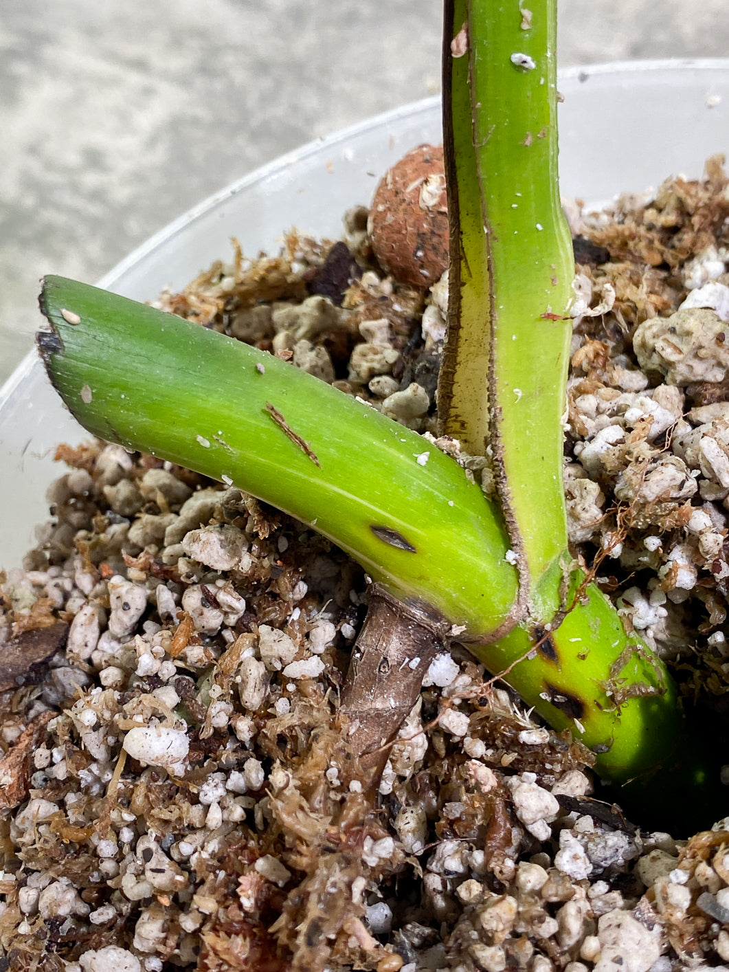 Private Sale: monstera albo variegated Slightly Rooted 1 leaf