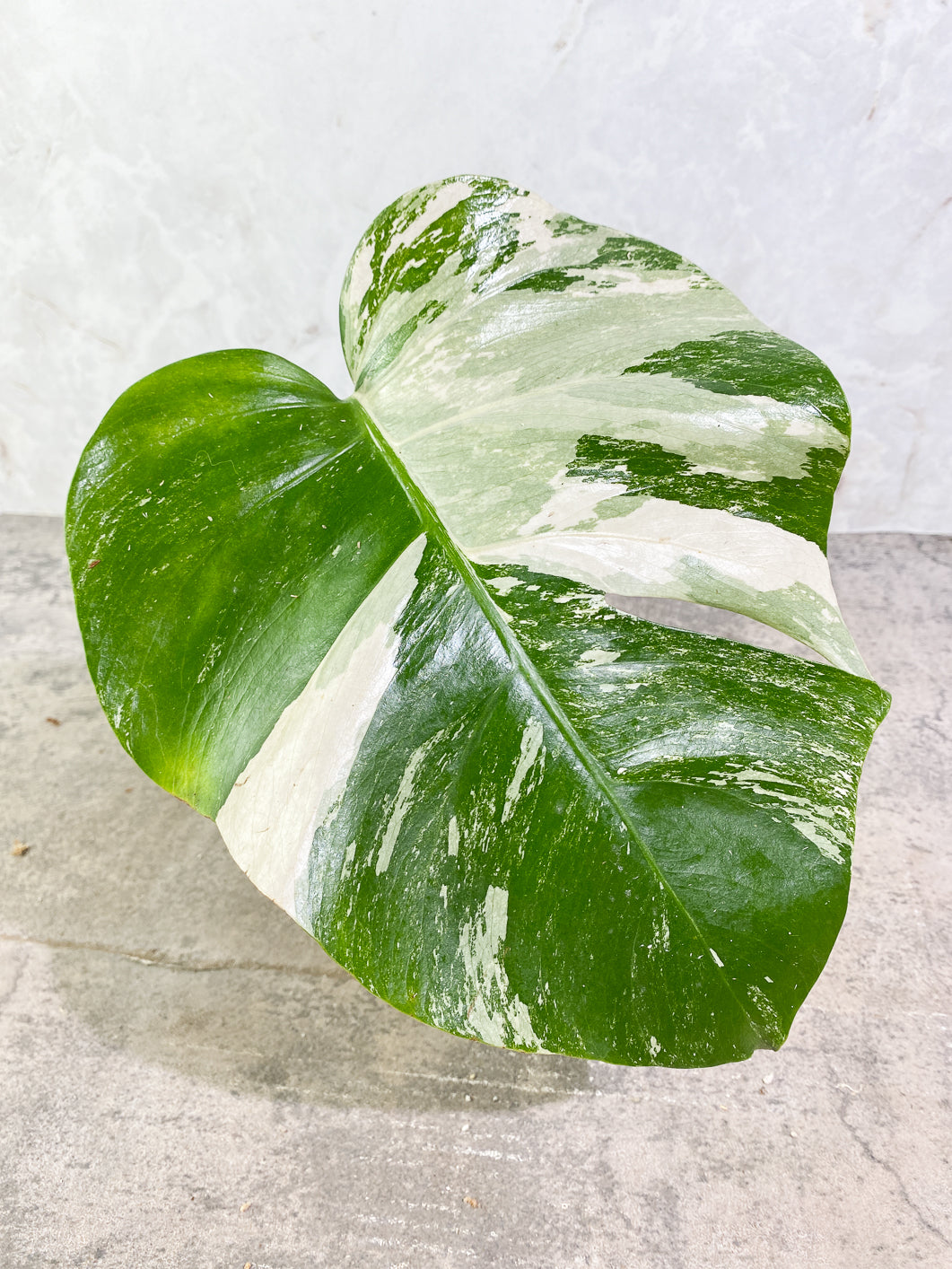 Private Sale: monstera albo variegated Slightly Rooted 1 leaf