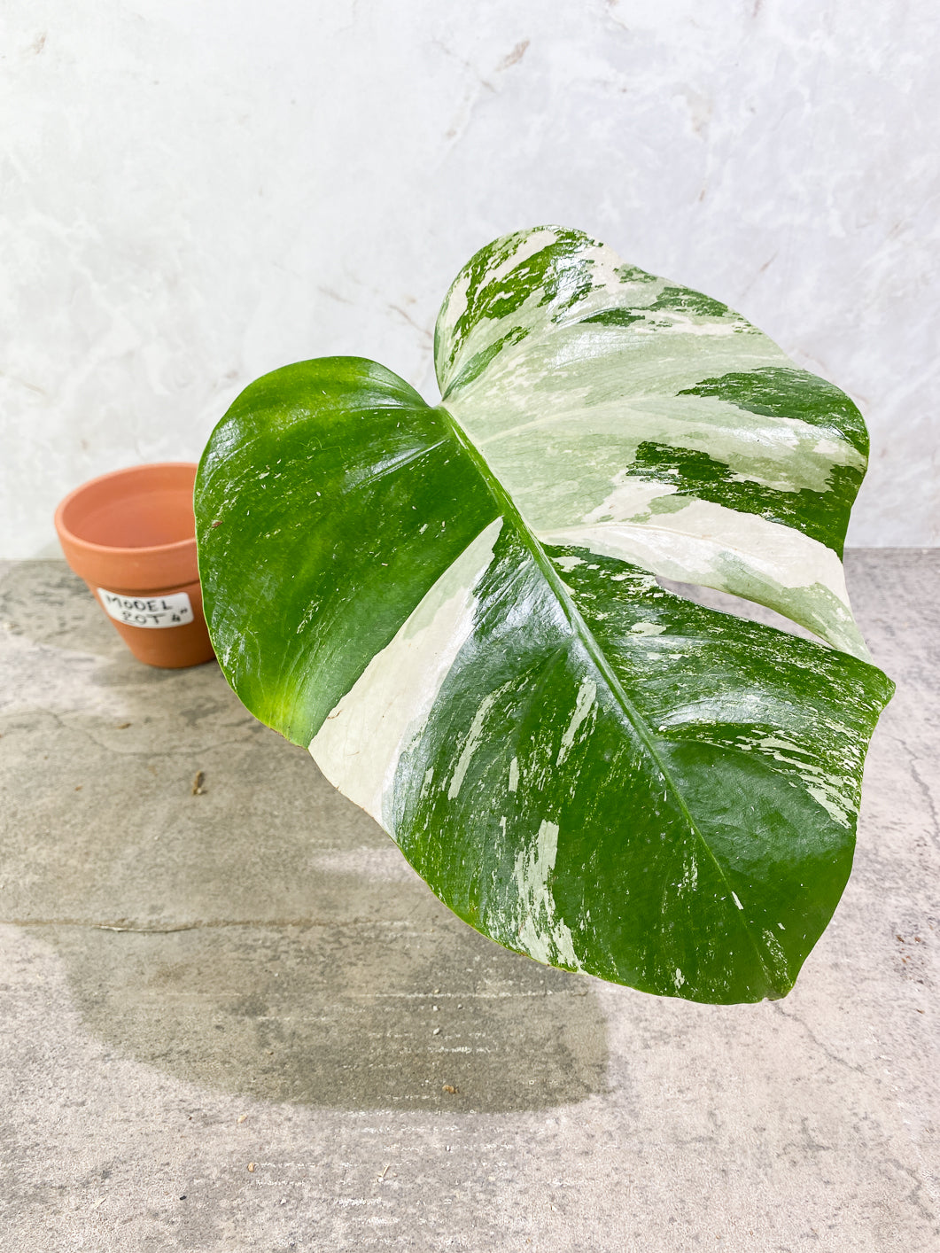 Private Sale: monstera albo variegated Slightly Rooted 1 leaf