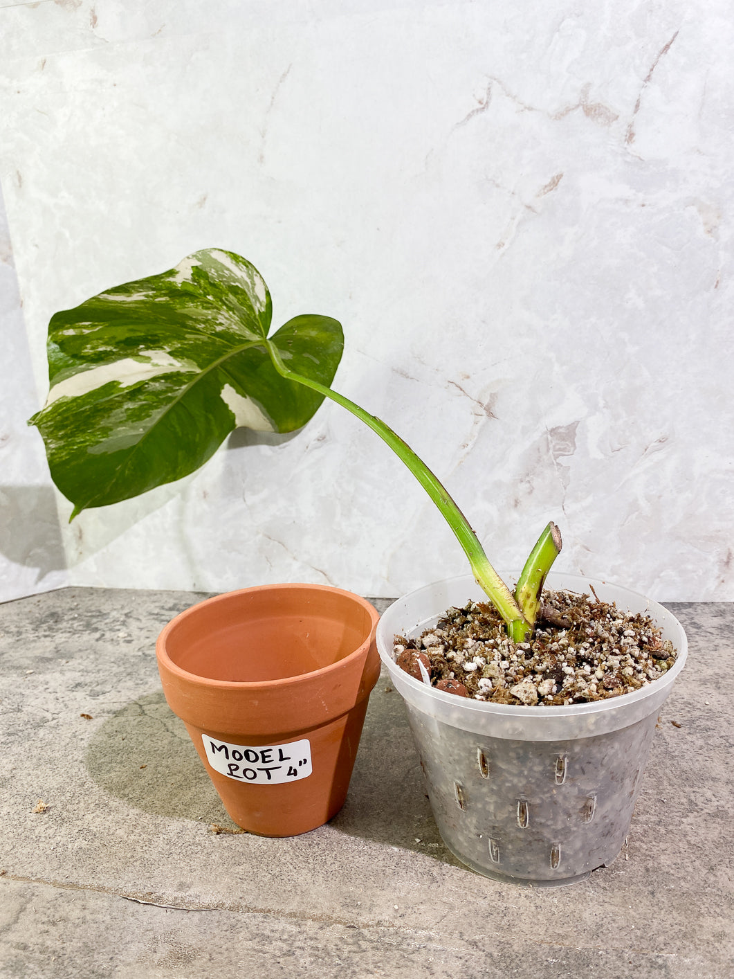 Private Sale: monstera albo variegated Slightly Rooted 1 leaf
