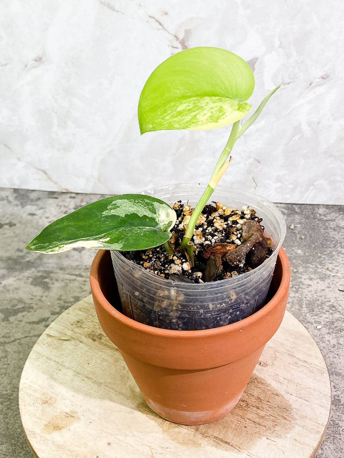 Scindapsus Jade Satin variegated 2 leaves 1 sprout fully rooted