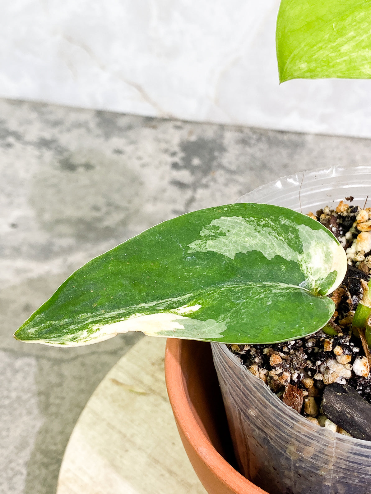 Scindapsus Jade Satin variegated 2 leaves 1 sprout fully rooted