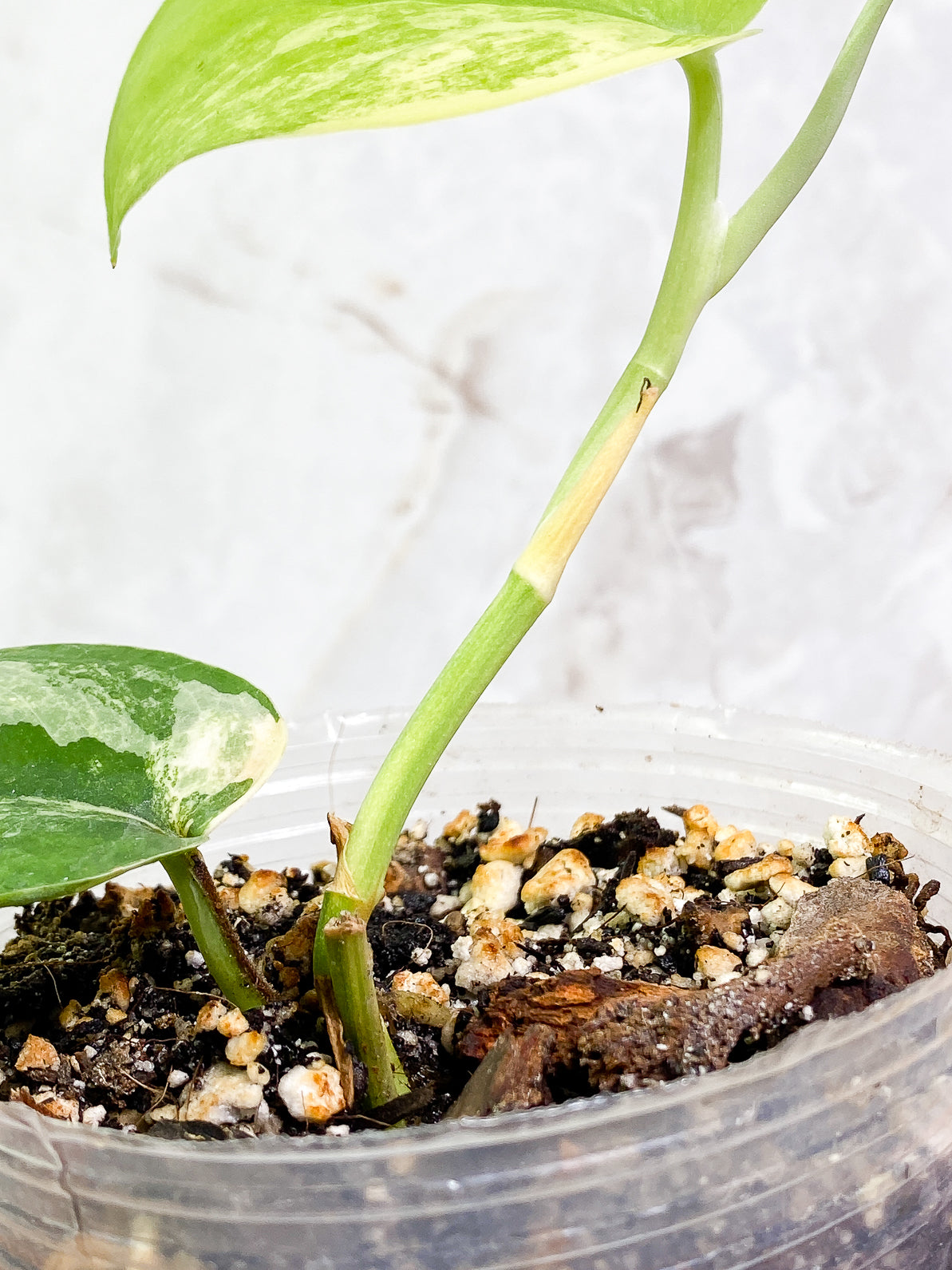 Scindapsus Jade Satin variegated 2 leaves 1 sprout fully rooted