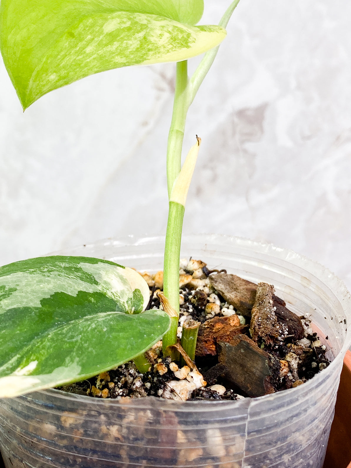 Scindapsus Jade Satin variegated 2 leaves 1 sprout fully rooted