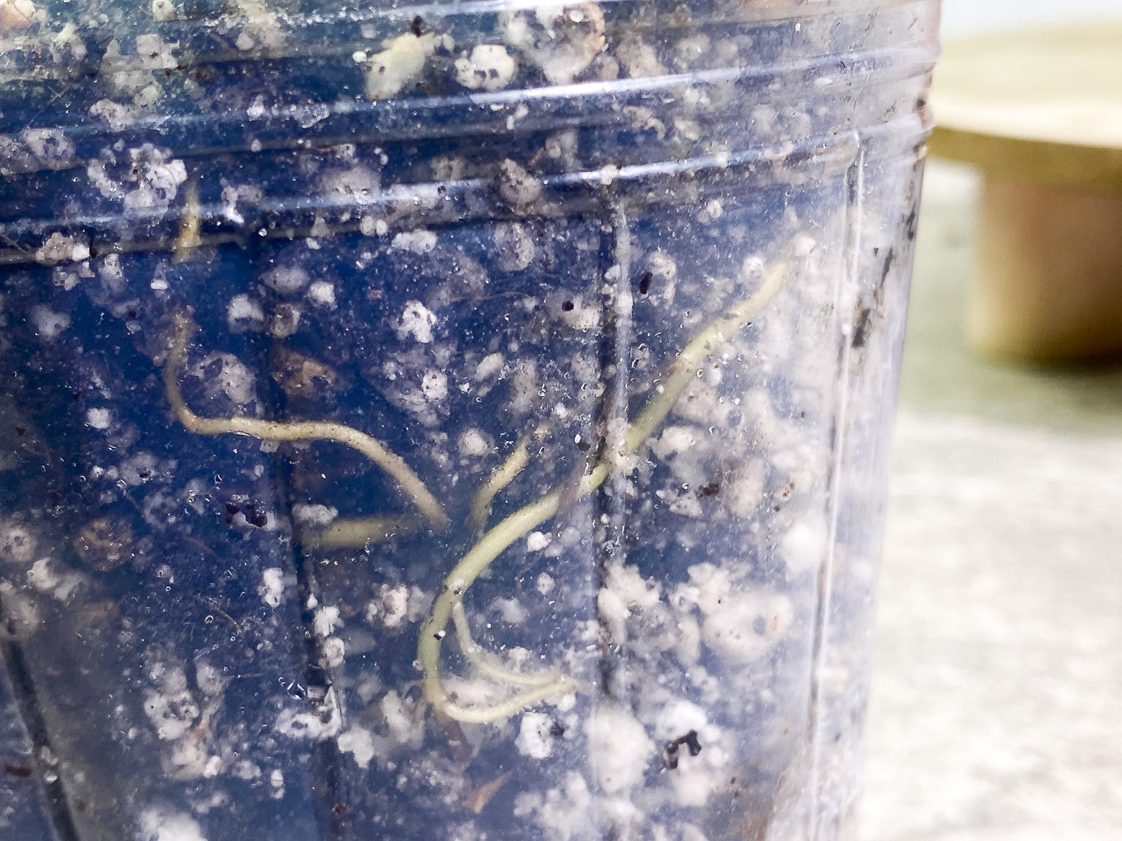 Scindapsus Jade Satin variegated 2 leaves 1 sprout fully rooted