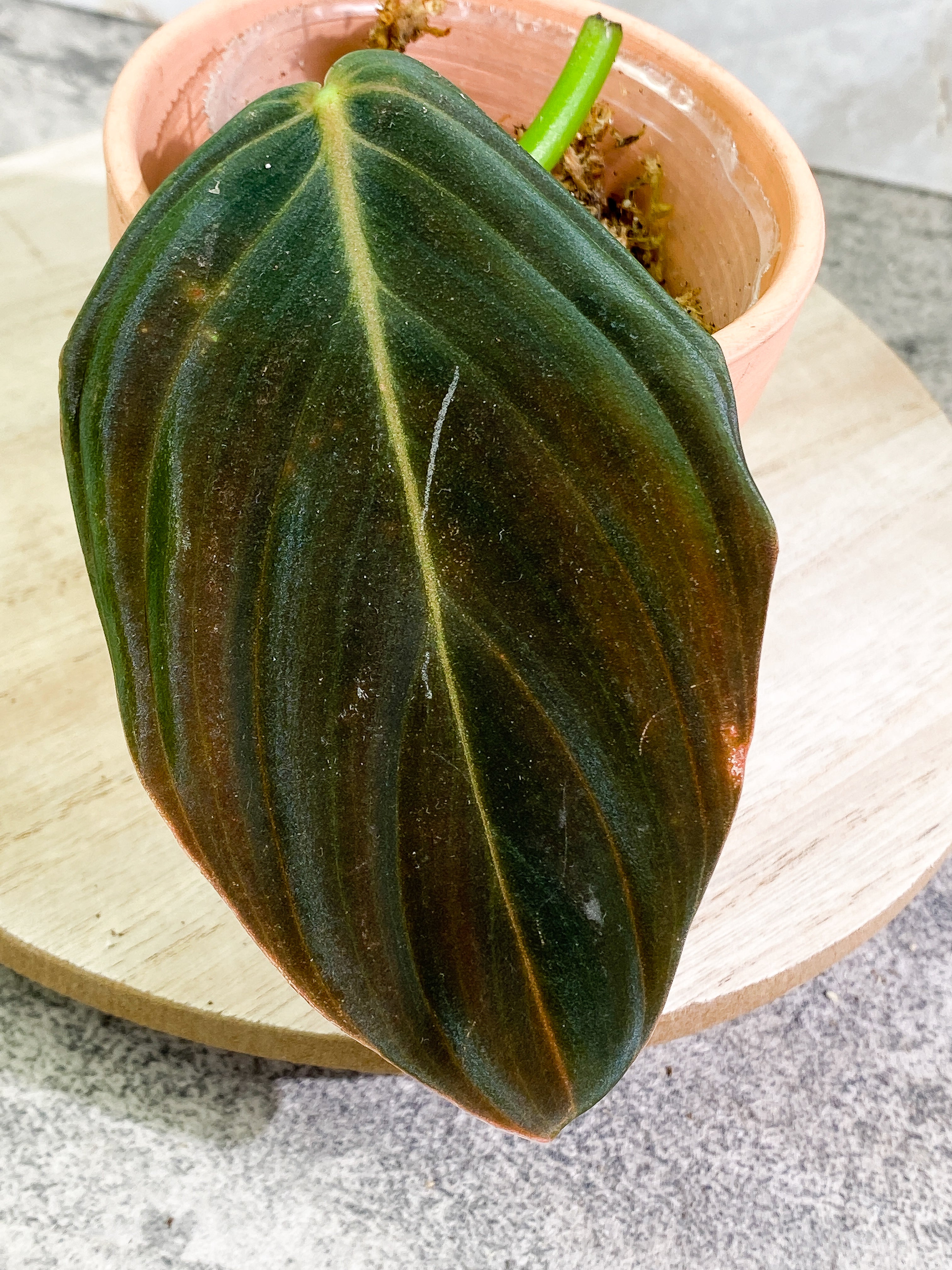 Philodendron Gigas 1 leaf slightly Rooted