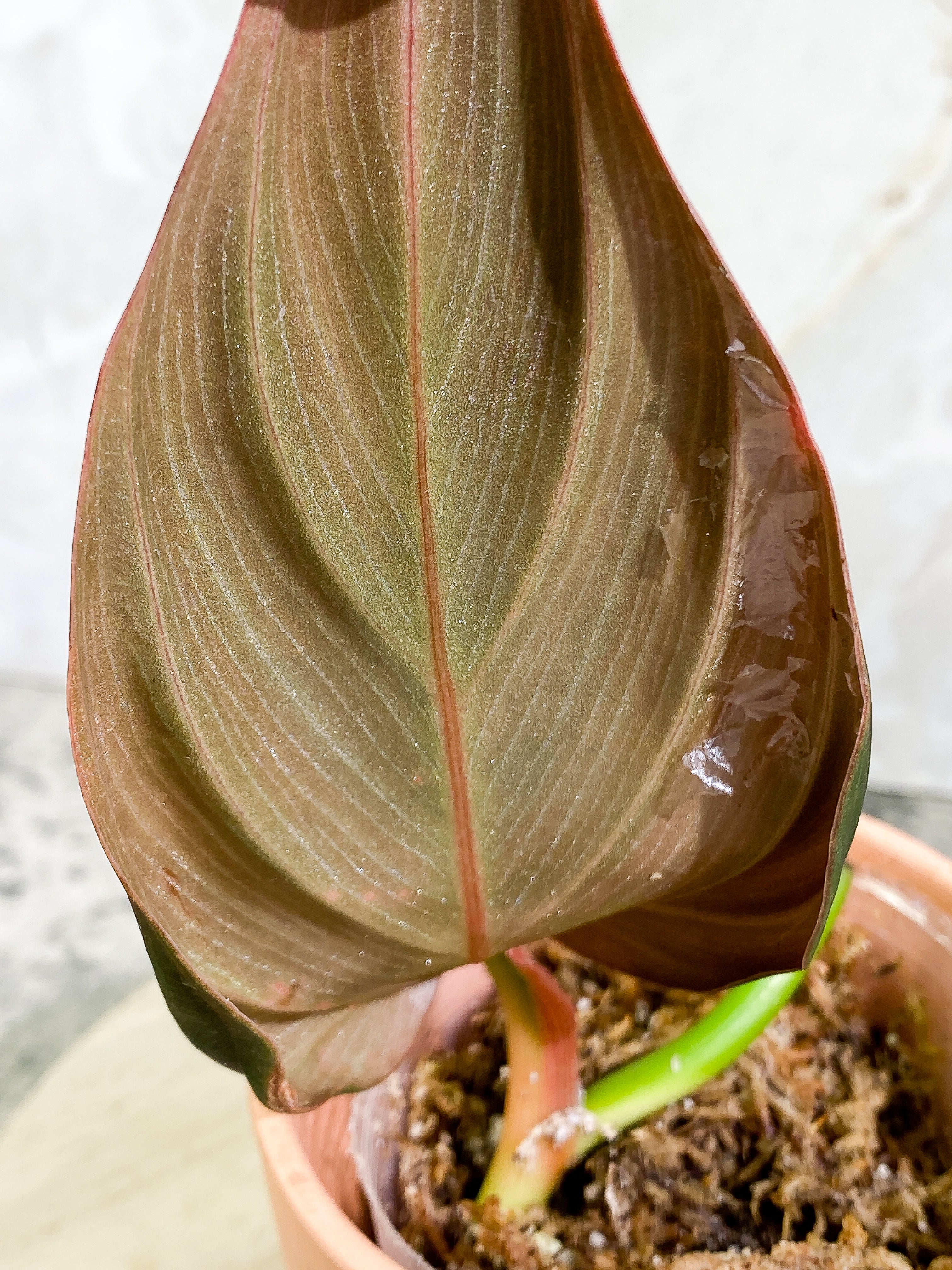 Philodendron Gigas 1 leaf slightly Rooted