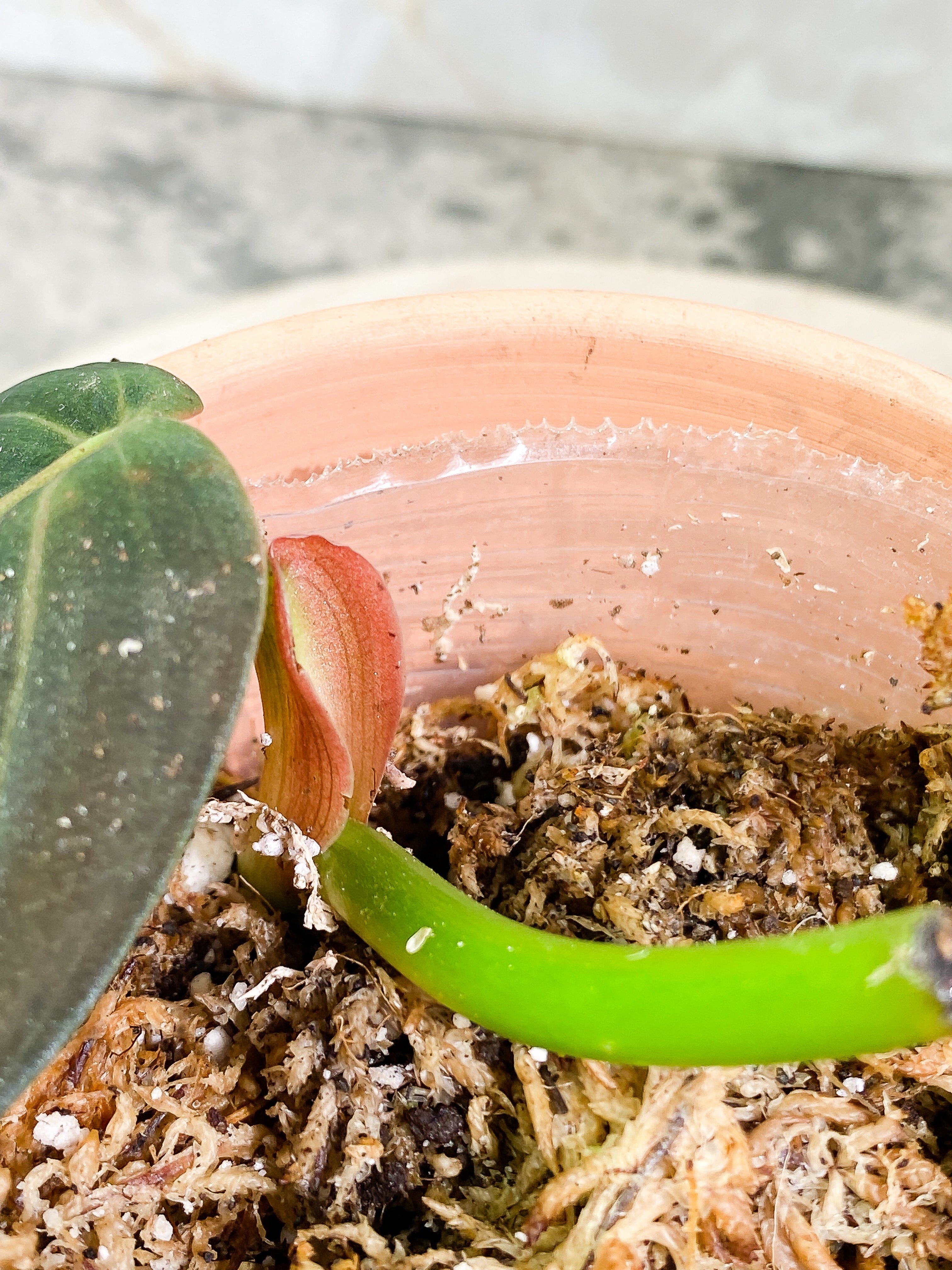 Philodendron Gigas 1 leaf slightly Rooted