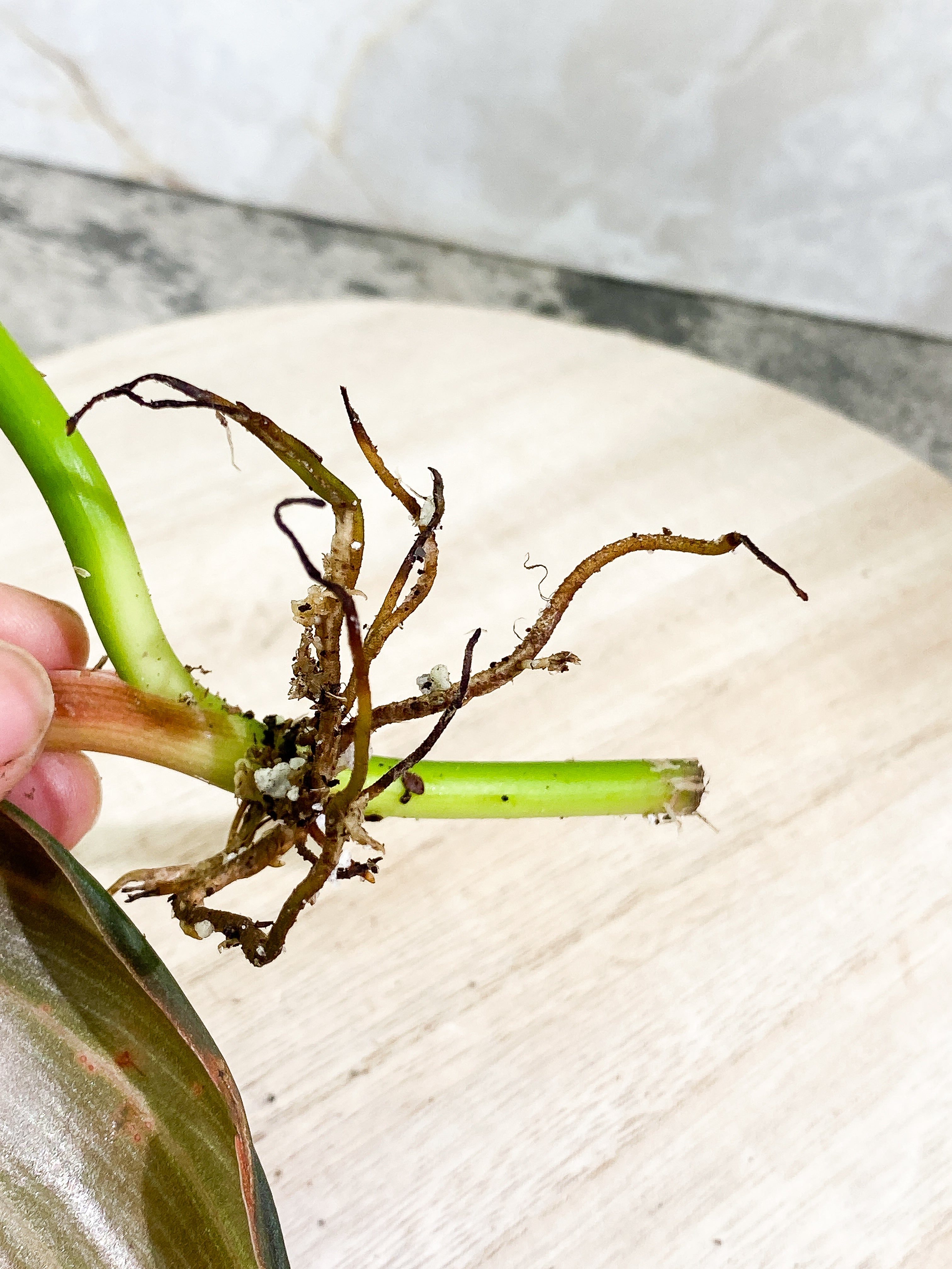 Philodendron Gigas 1 leaf slightly Rooted
