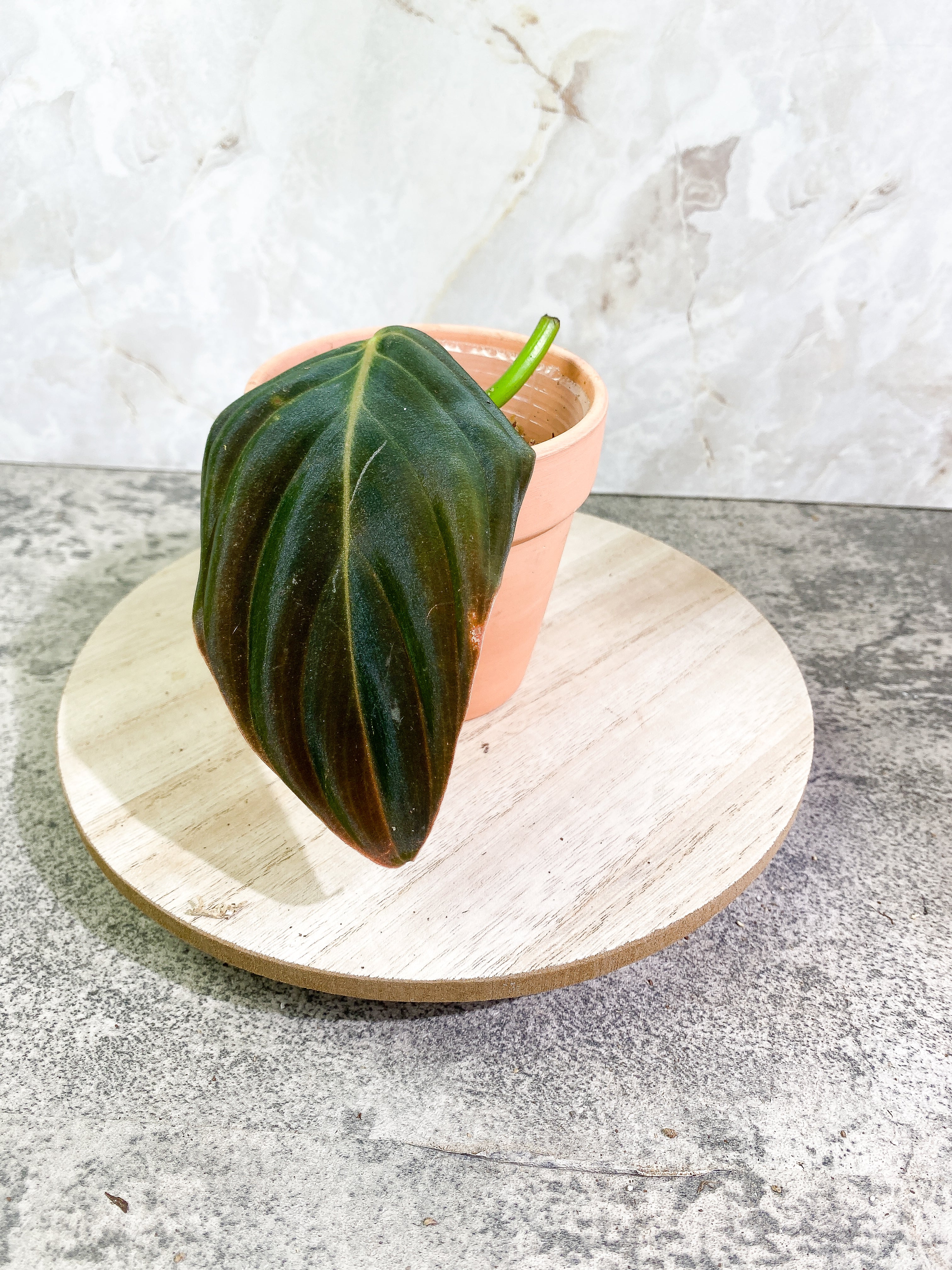 Philodendron Gigas 1 leaf slightly Rooted