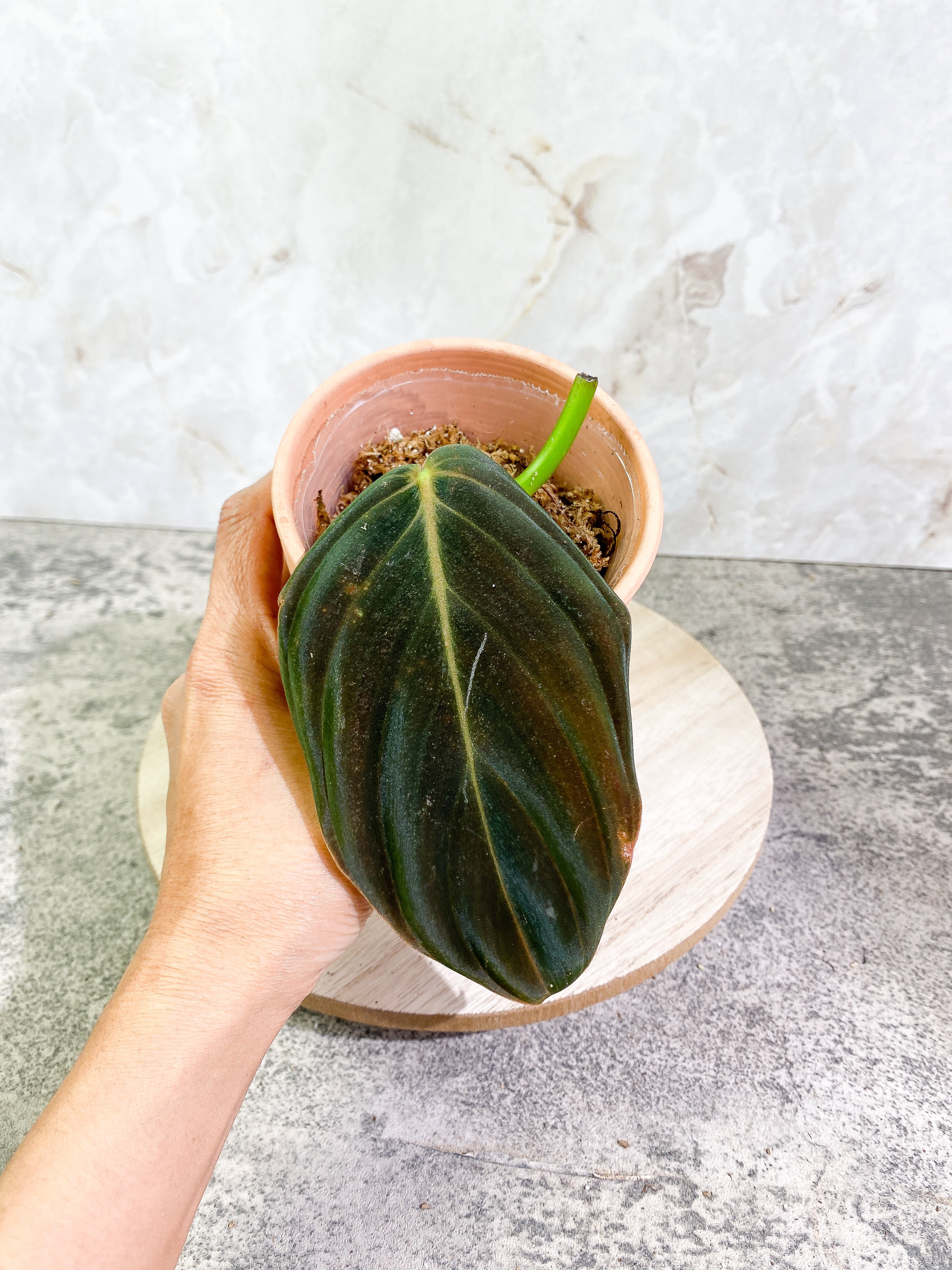 Philodendron Gigas 1 leaf slightly Rooted