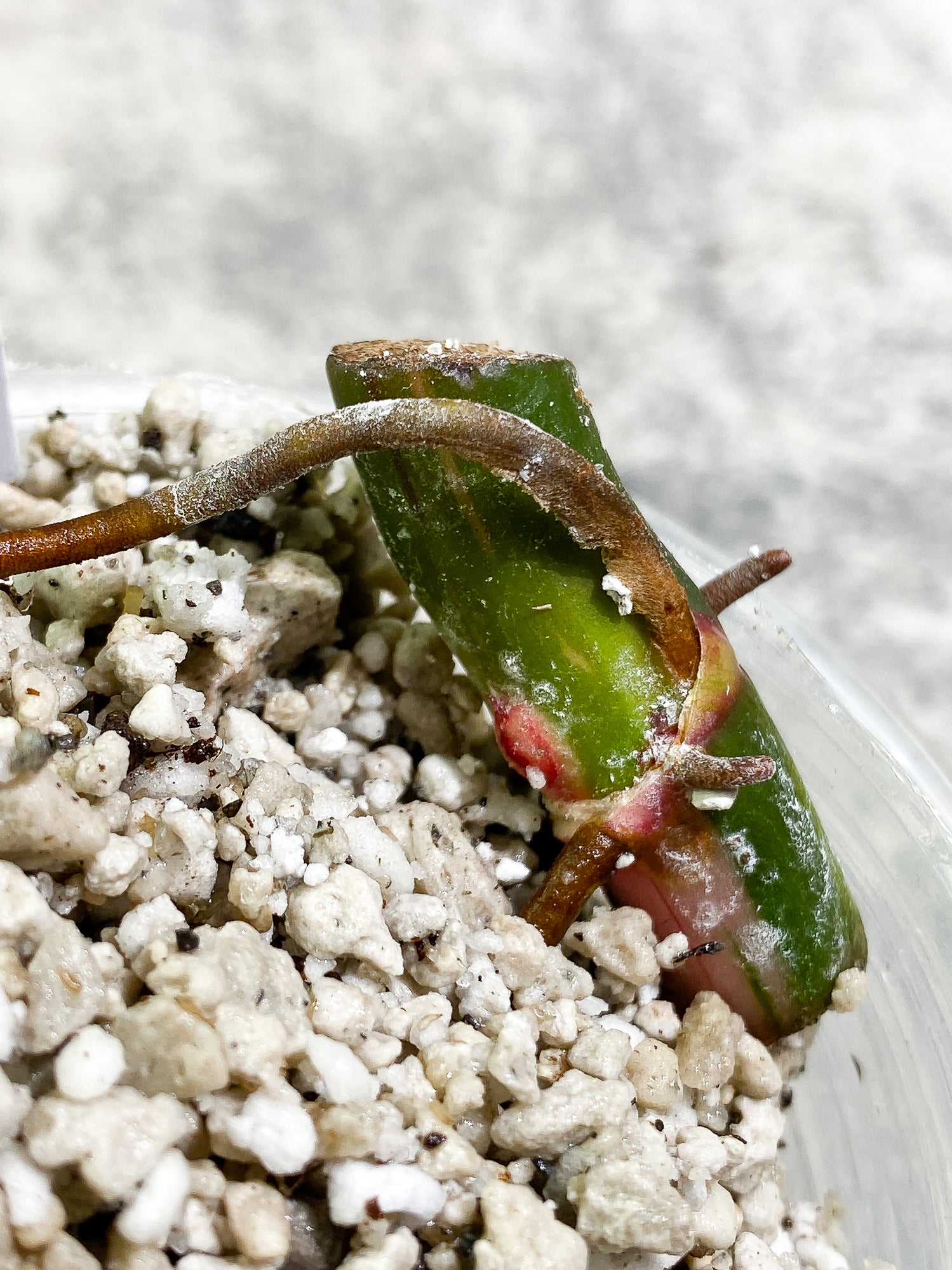 Philodendron White Princess tricolor Slightly Rooted node with 1 growing bud