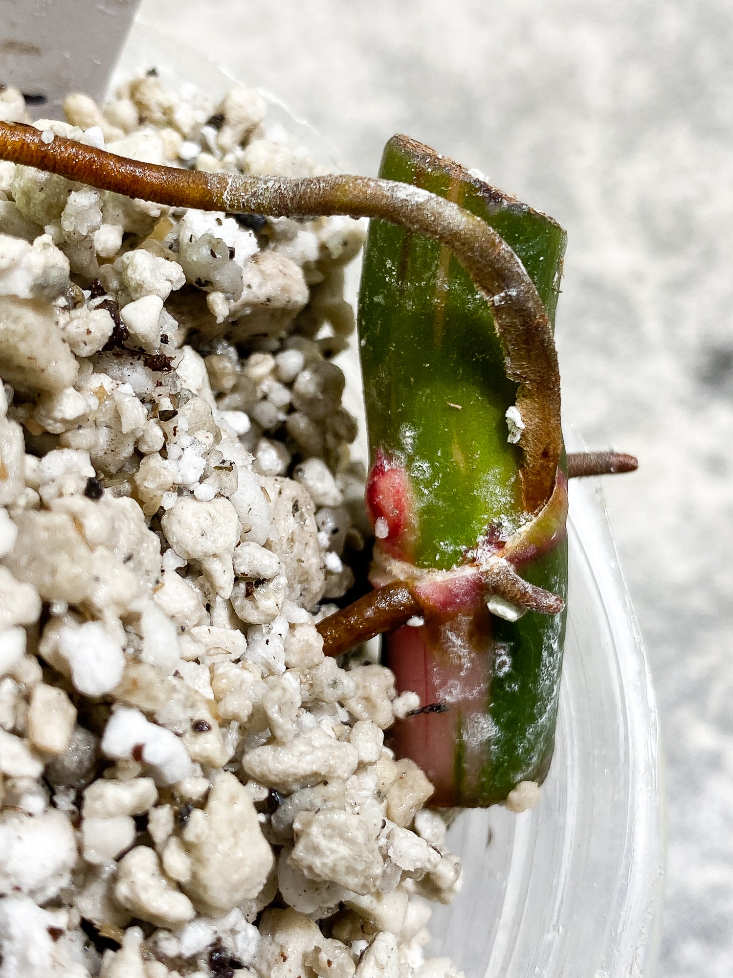 Philodendron White Princess tricolor Slightly Rooted node with 1 growing bud