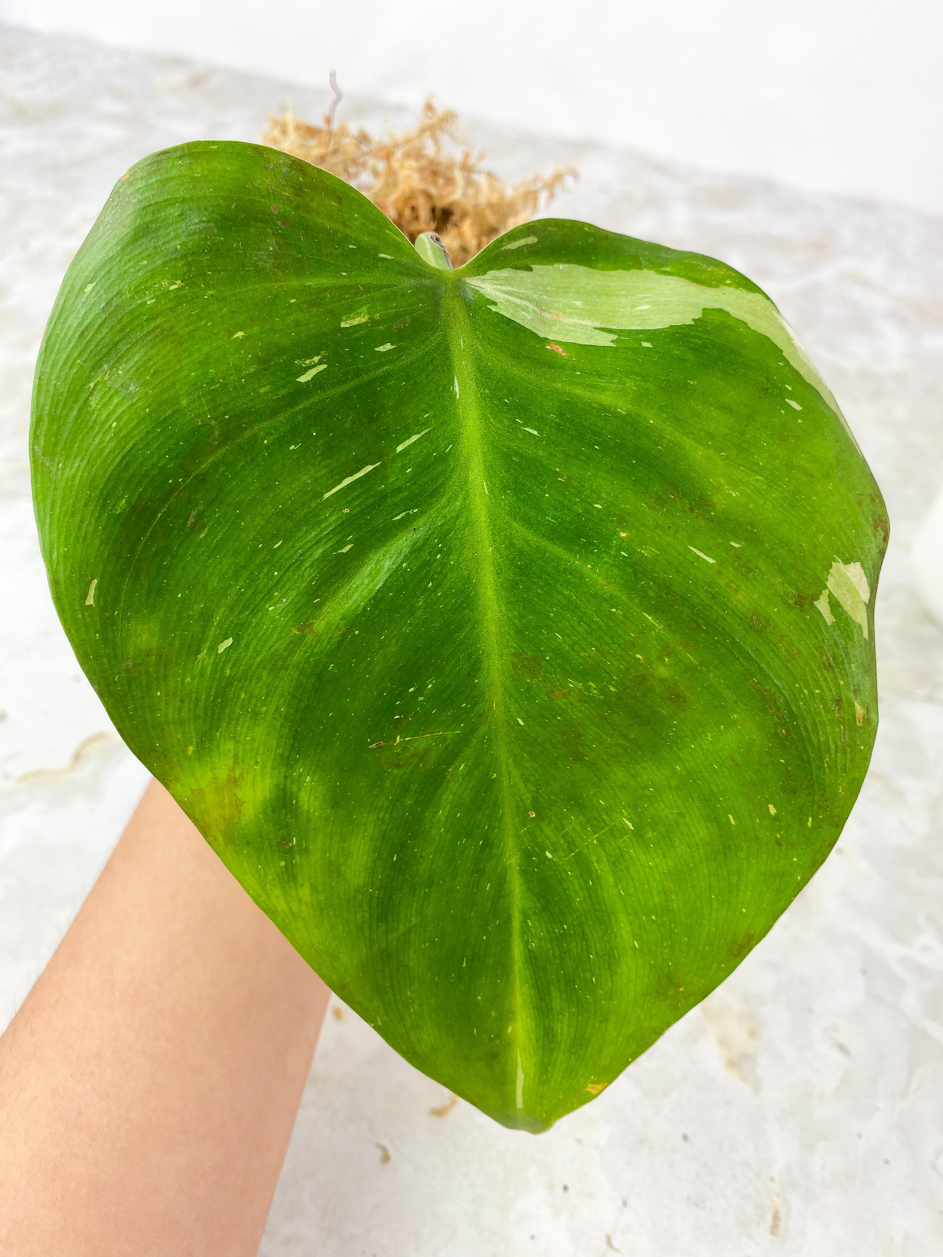 Philodendron White Princess Tricolor Slightly Rooted 1 leaf