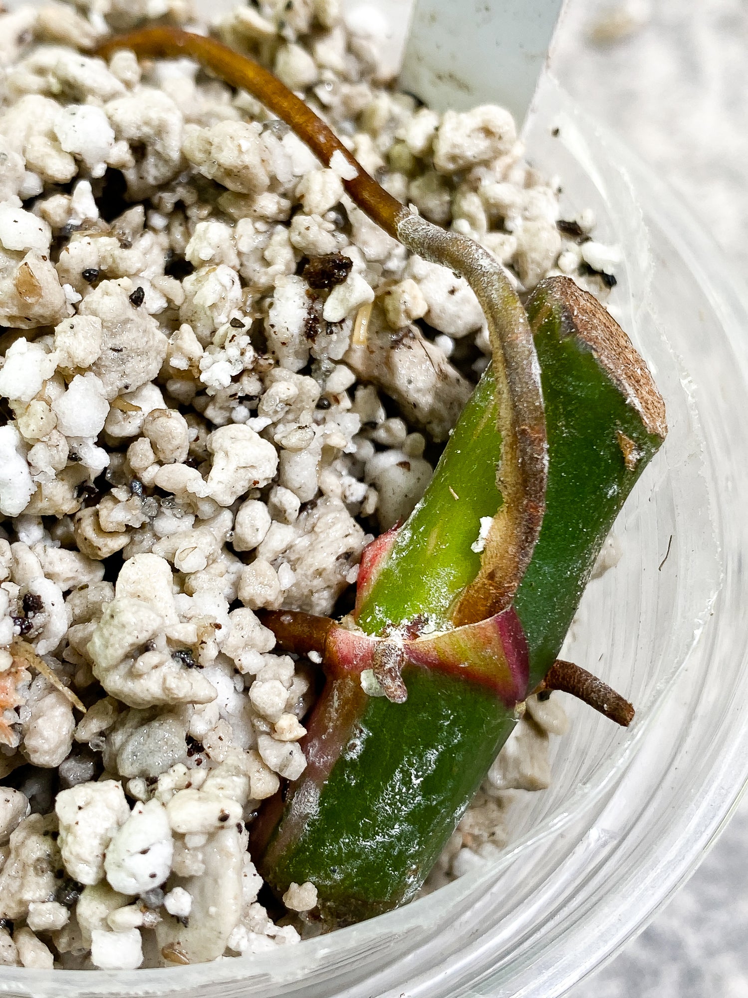 Philodendron White Princess tricolor Slightly Rooted node with 1 growing bud