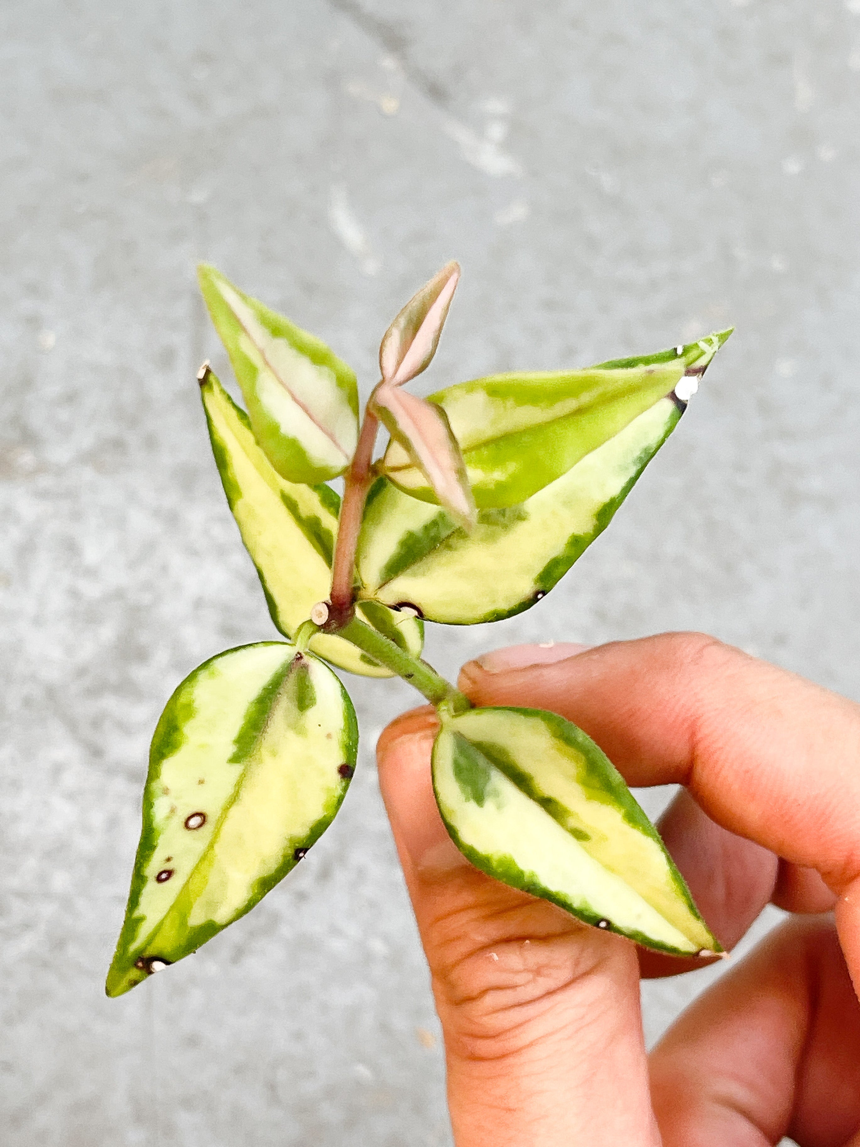 Hoya Bella Luis Bois Cutting