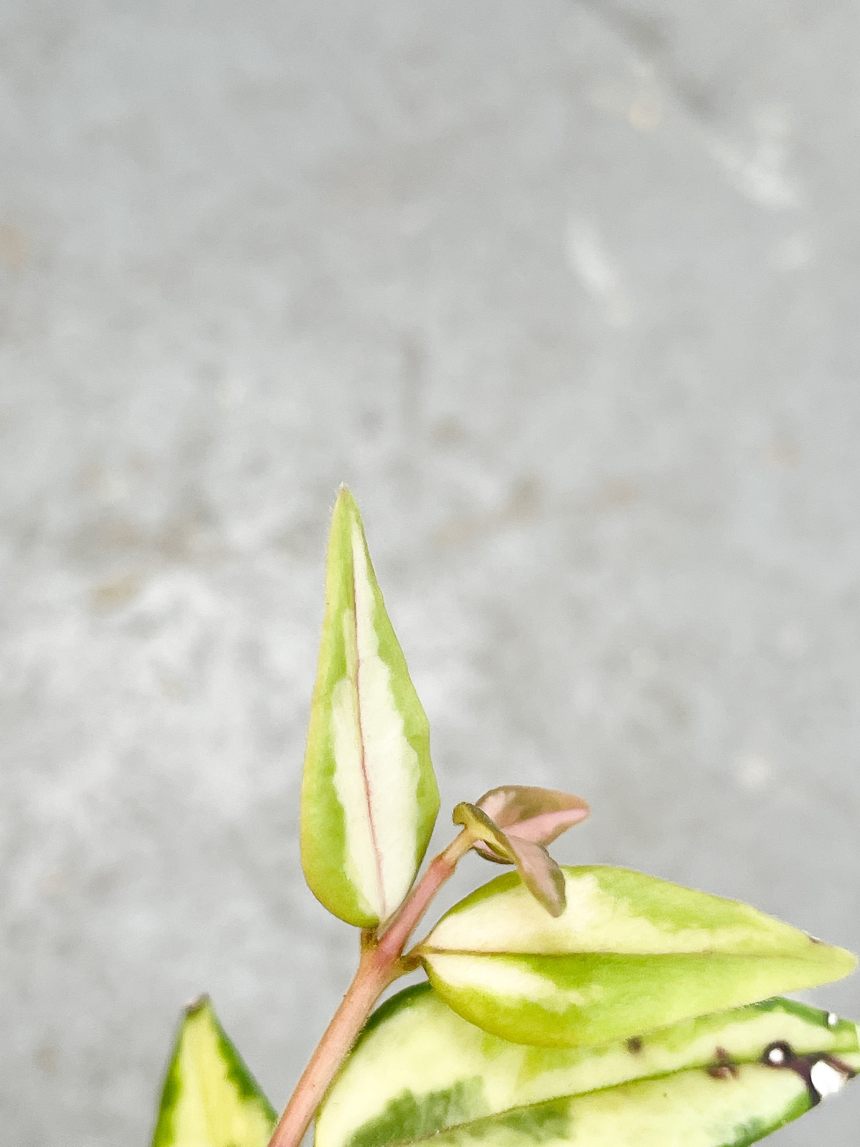 Hoya Bella Luis Bois Cutting